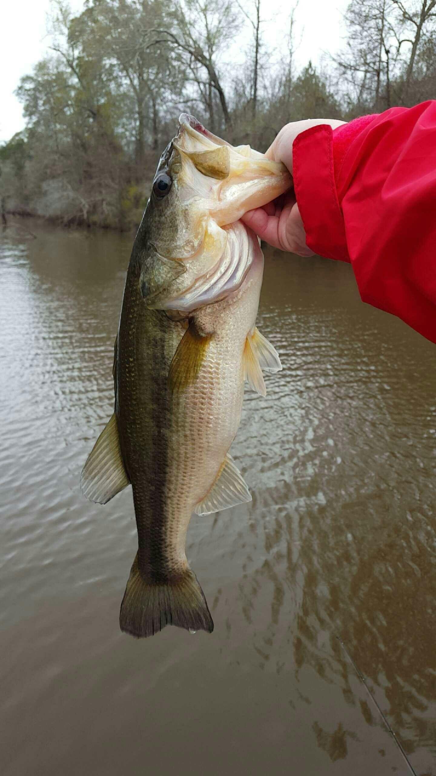 Bass Fishing Galaxy S6 Wallpaper (1440x2560)