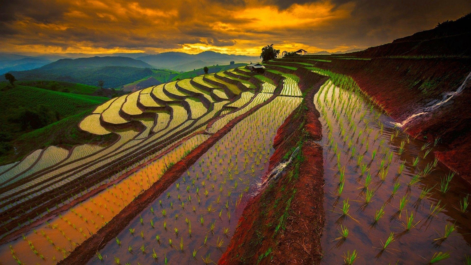 Wallpaper thailand, rice field, landscape. Natur