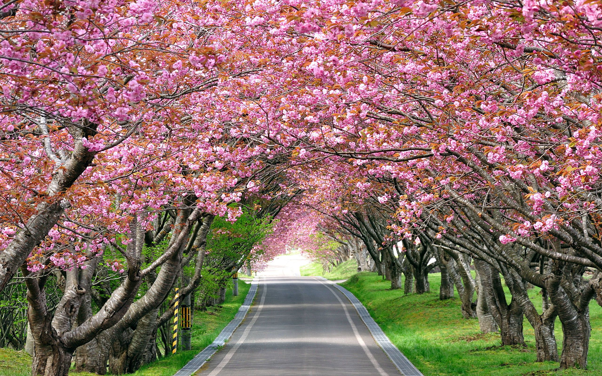 Wallpaper Cherry Blossom Trees, Spring, HD, Nature