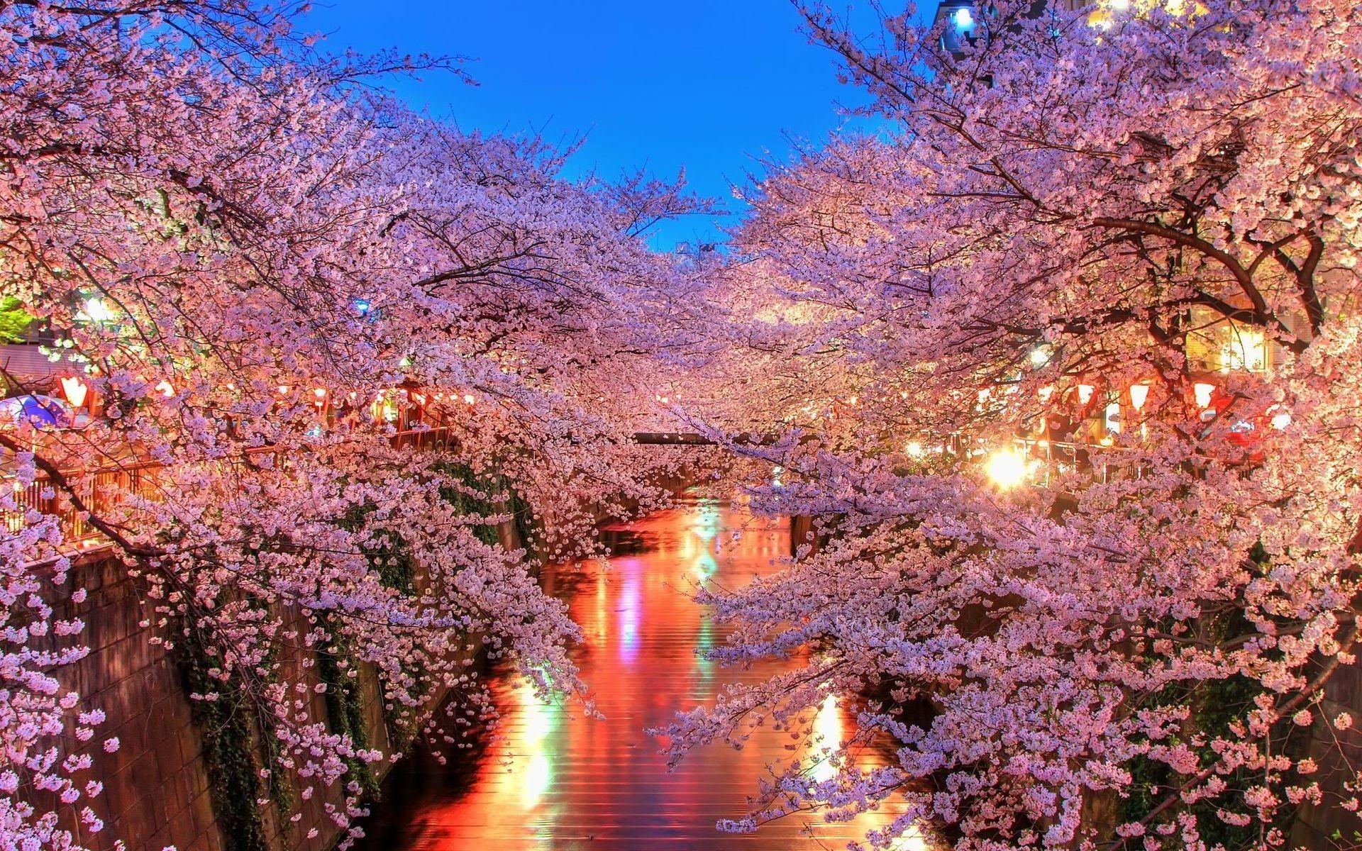 Cherry Blossom Trees 2048x1152 Resolution HD 4k Wallpaper