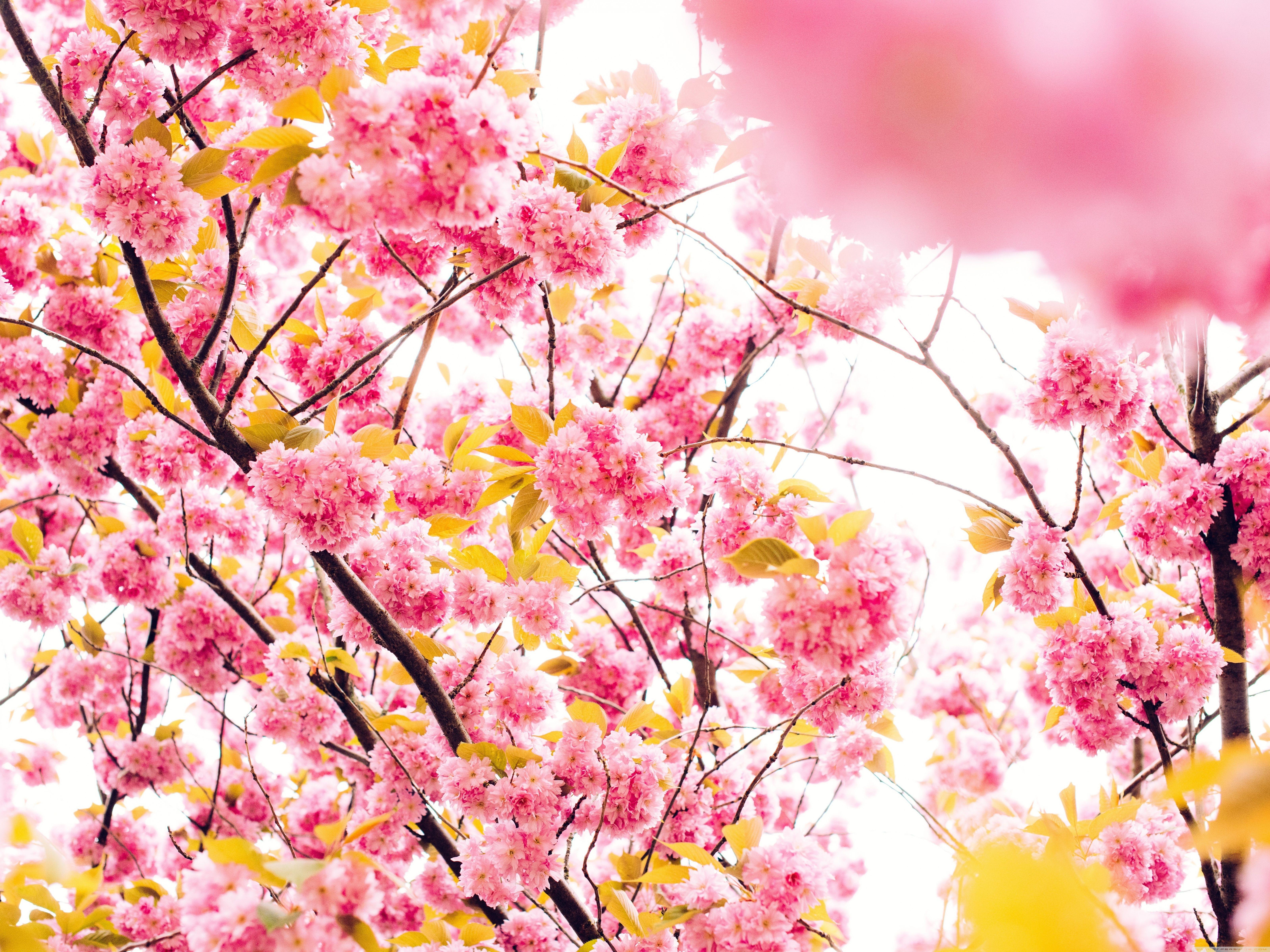 Japanese Cherry Blossom Tree ❤ 4K HD Desktop Wallpaper for 4K Ultra