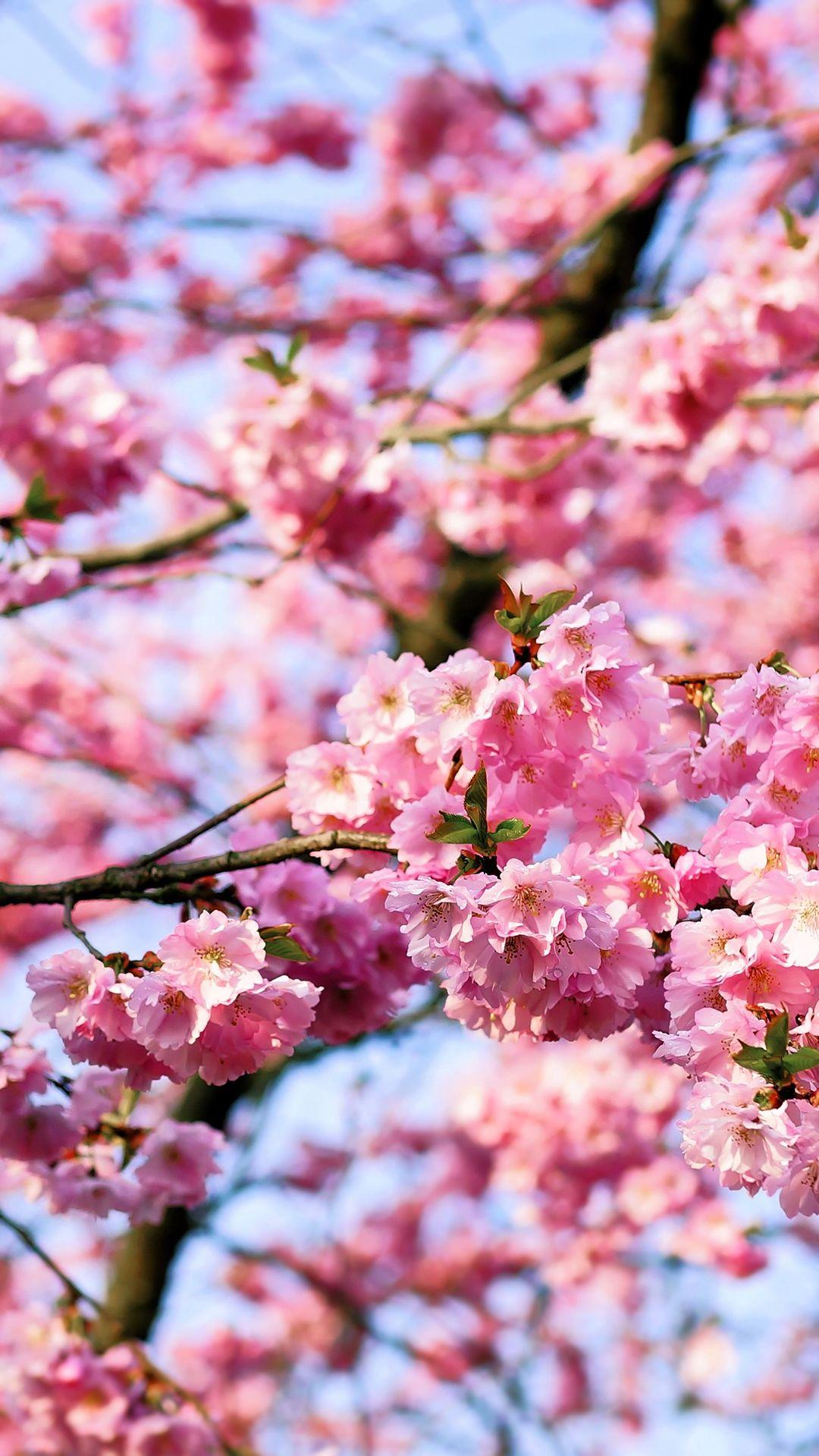 Free HD Cherry Blossom Tree Phone Wallpaper.1141