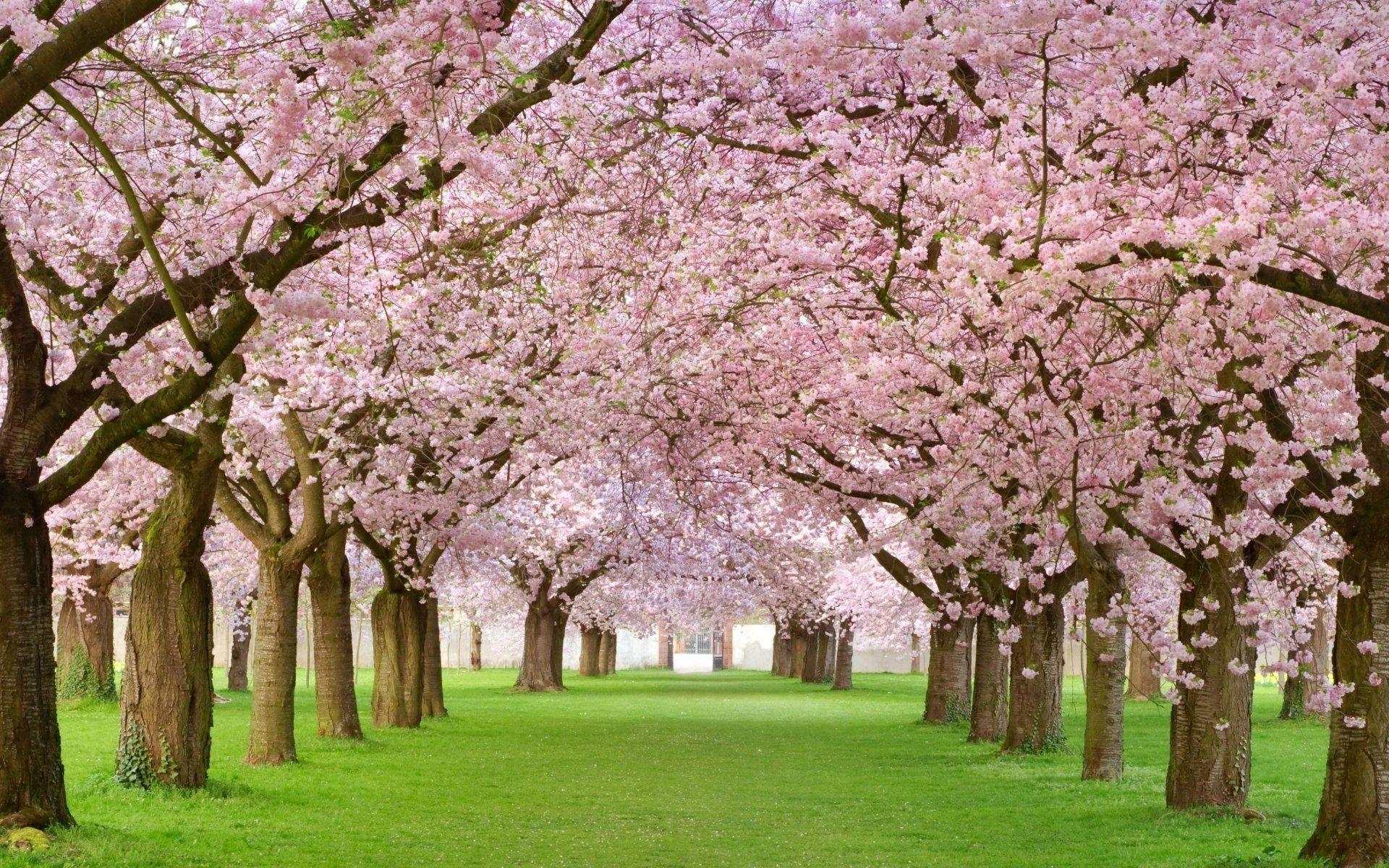 Cherry Blossom Tree Wallpaper 09 - [1920x1200]
