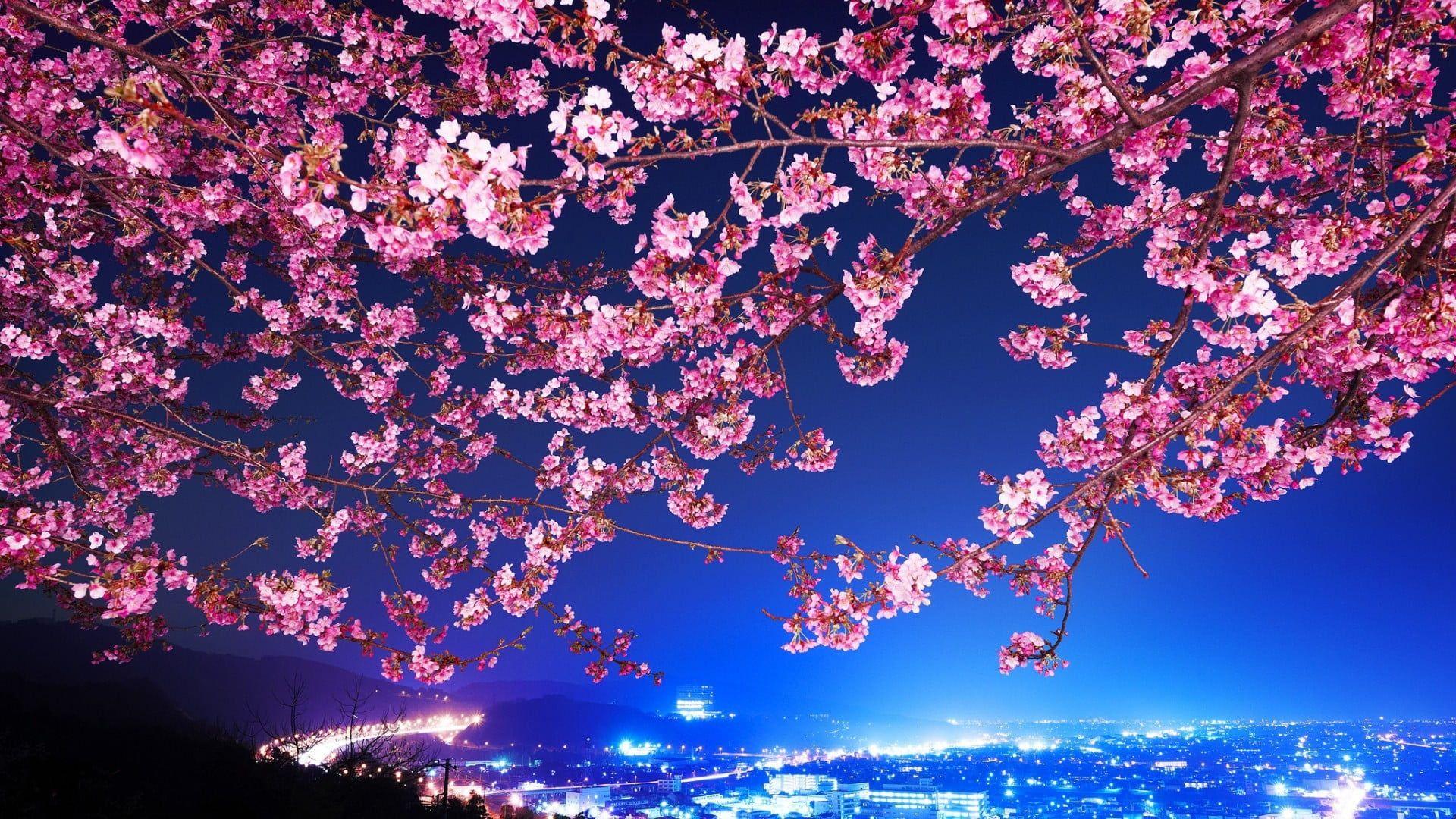 Photo of pink cherry blossom tree \ HD wallpaper