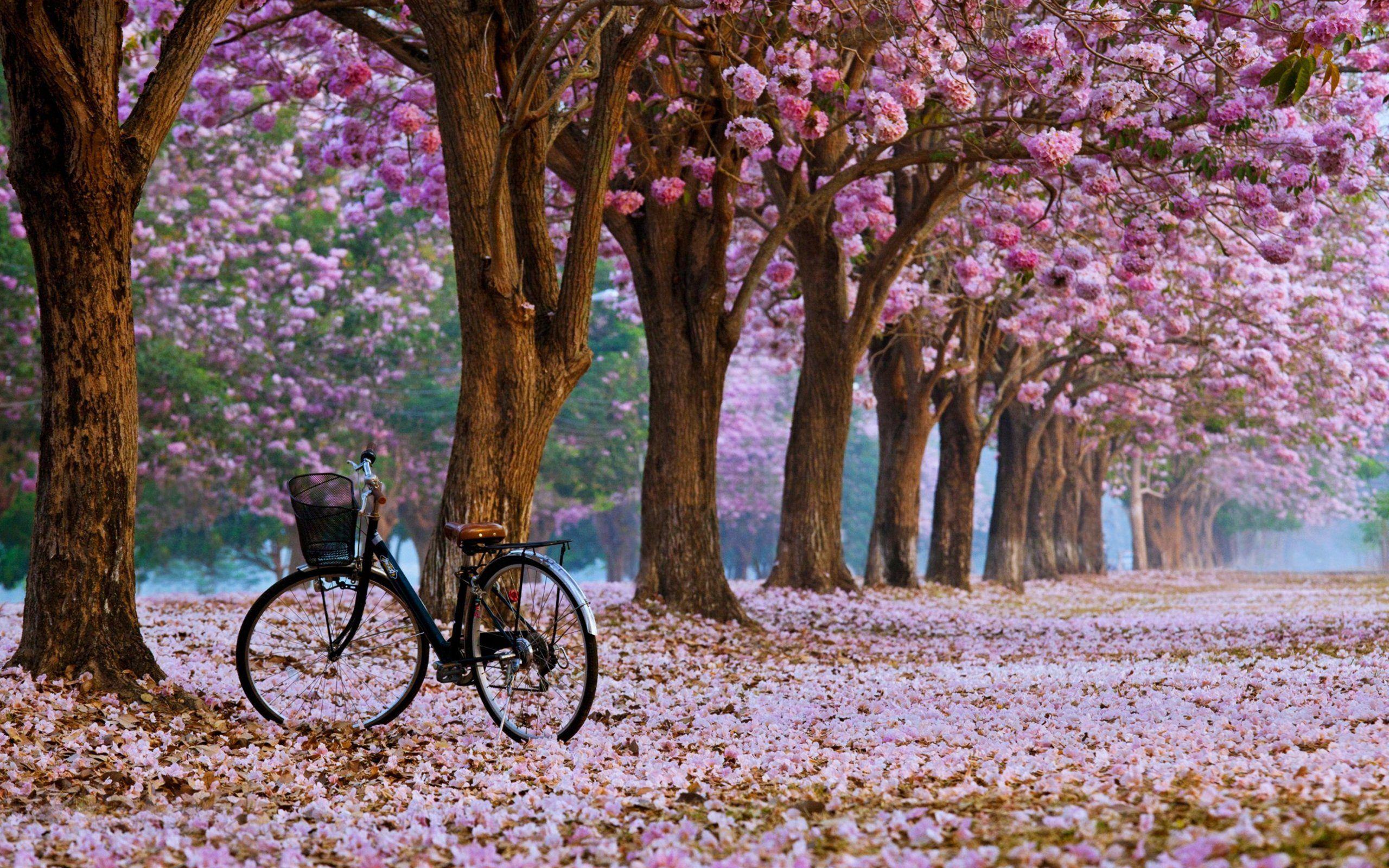 bikes. Cherry blossom wallpaper, Blossom trees, Spring nature