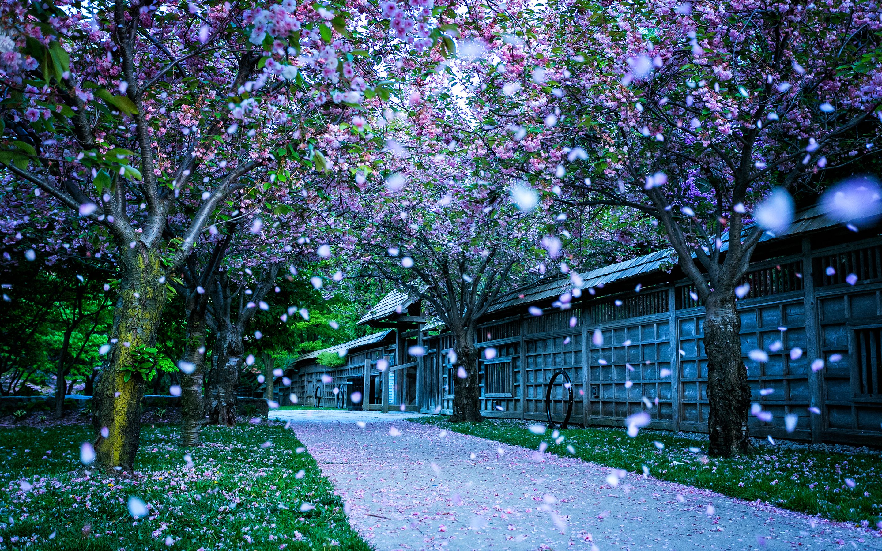 Beautiful Cherry Blossom Tree Flower Wallpaper Wallpaper