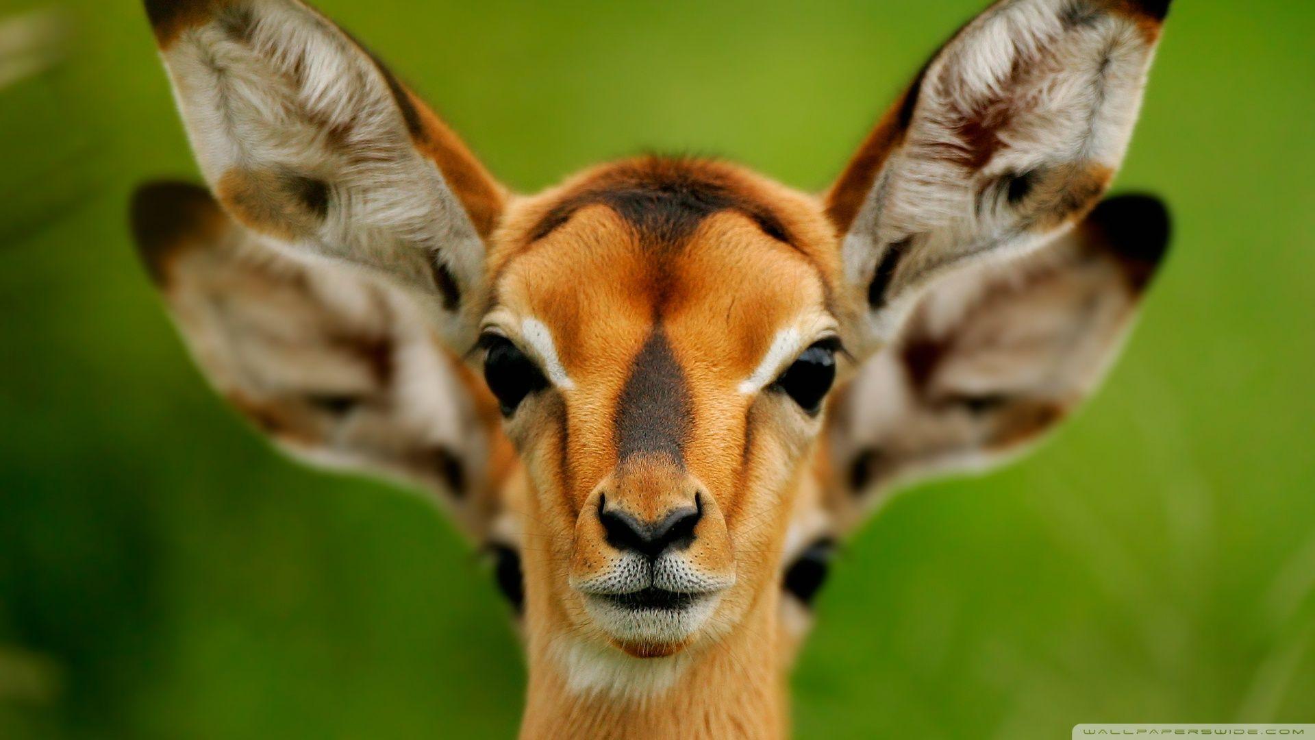 Funny Animals In Africa 8 High Resolution Wallpaper