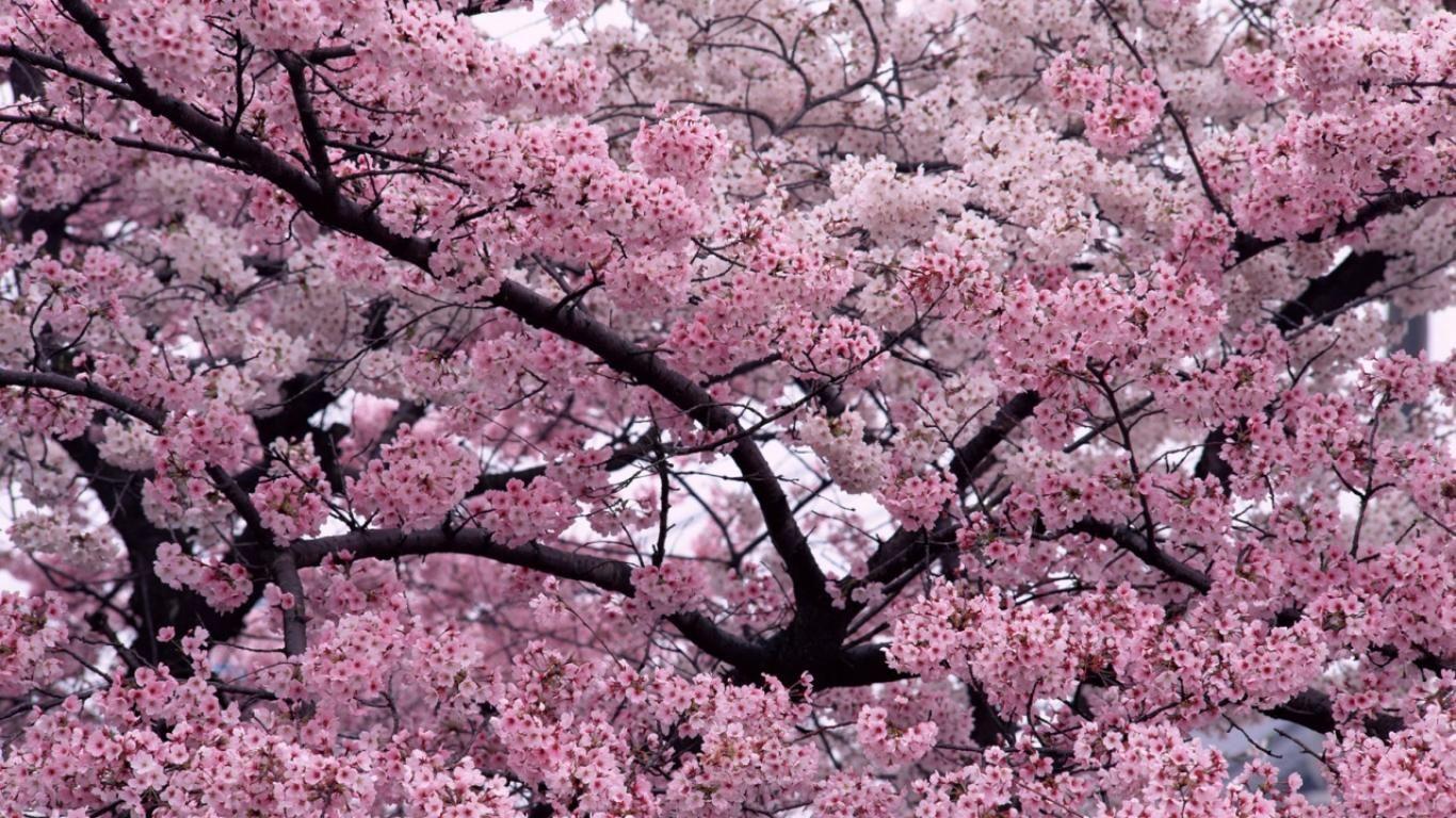 Full HD Cherry Blossoms Trees Flowers Landscape Nature High