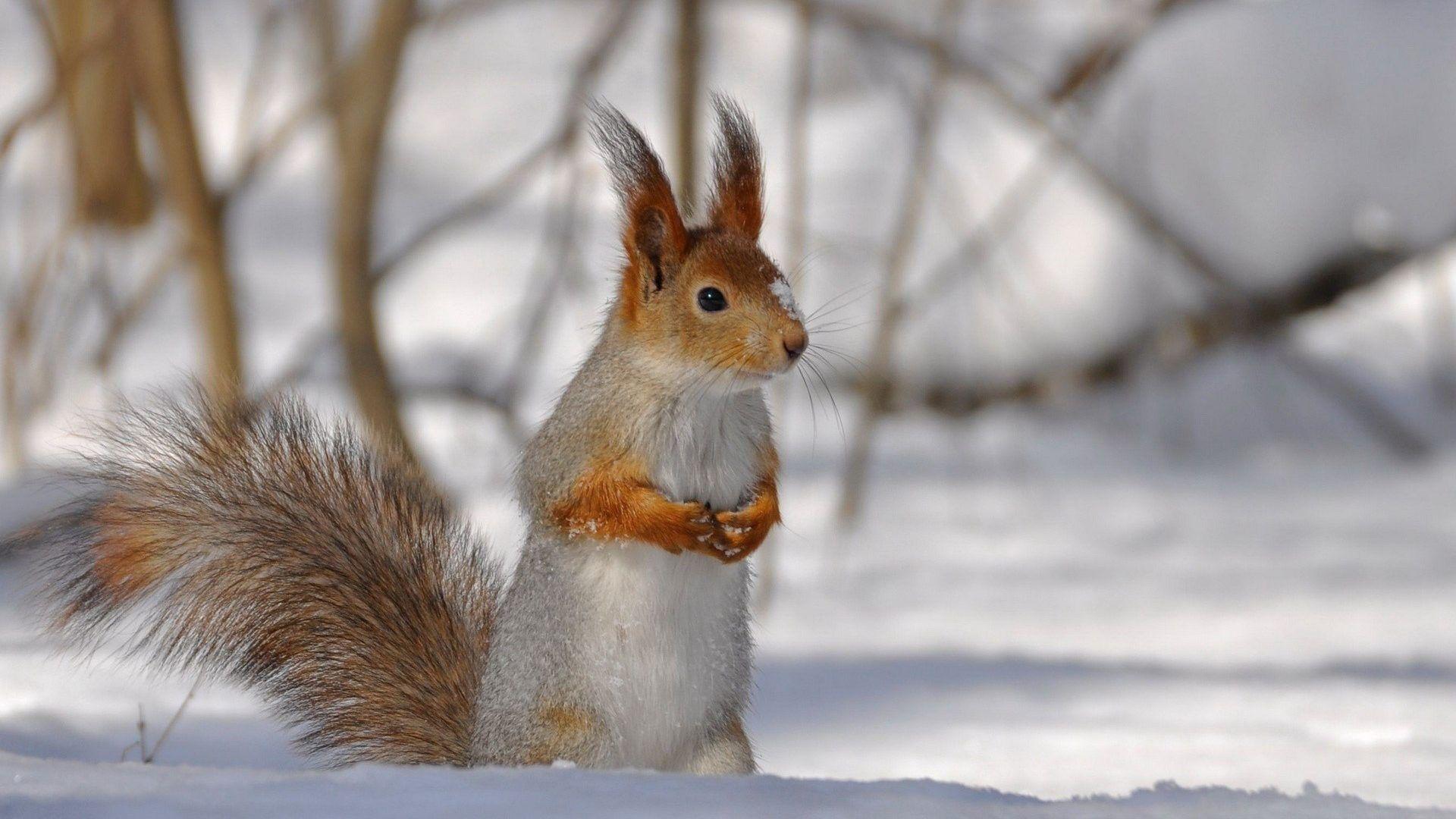 Squirrel: Winter Sweet Wild Snow Animals Nature Wilderness Cute
