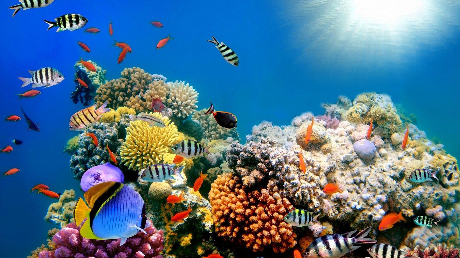Colorful Fish Sea Creature High Quality HD Wallpaper HD
