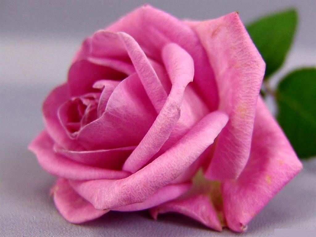 Pink Rose 2014