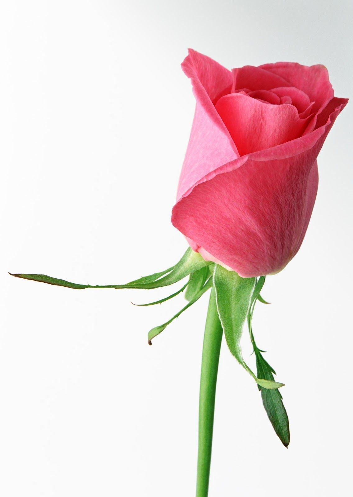 Single Pink Rose. pink rose single. Free Wallpaper Downloads