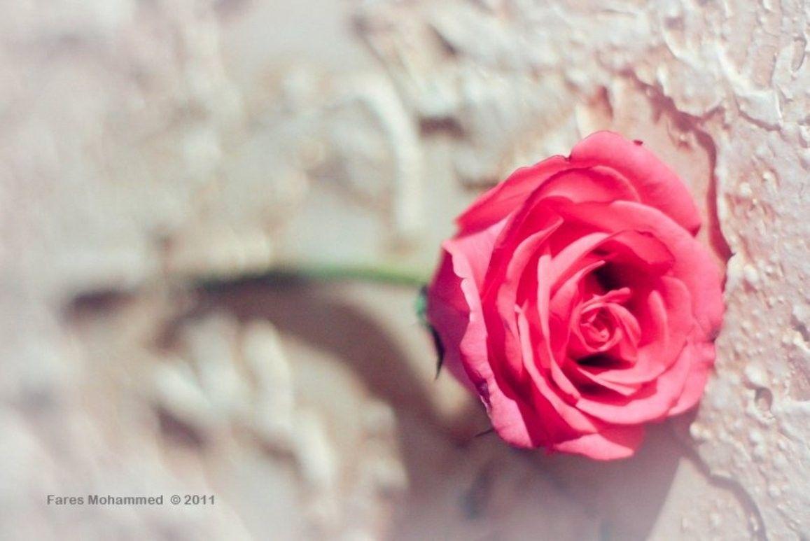 Flowers: Pink Rose Flowers Tech Lovely Single Flower Wallpaper