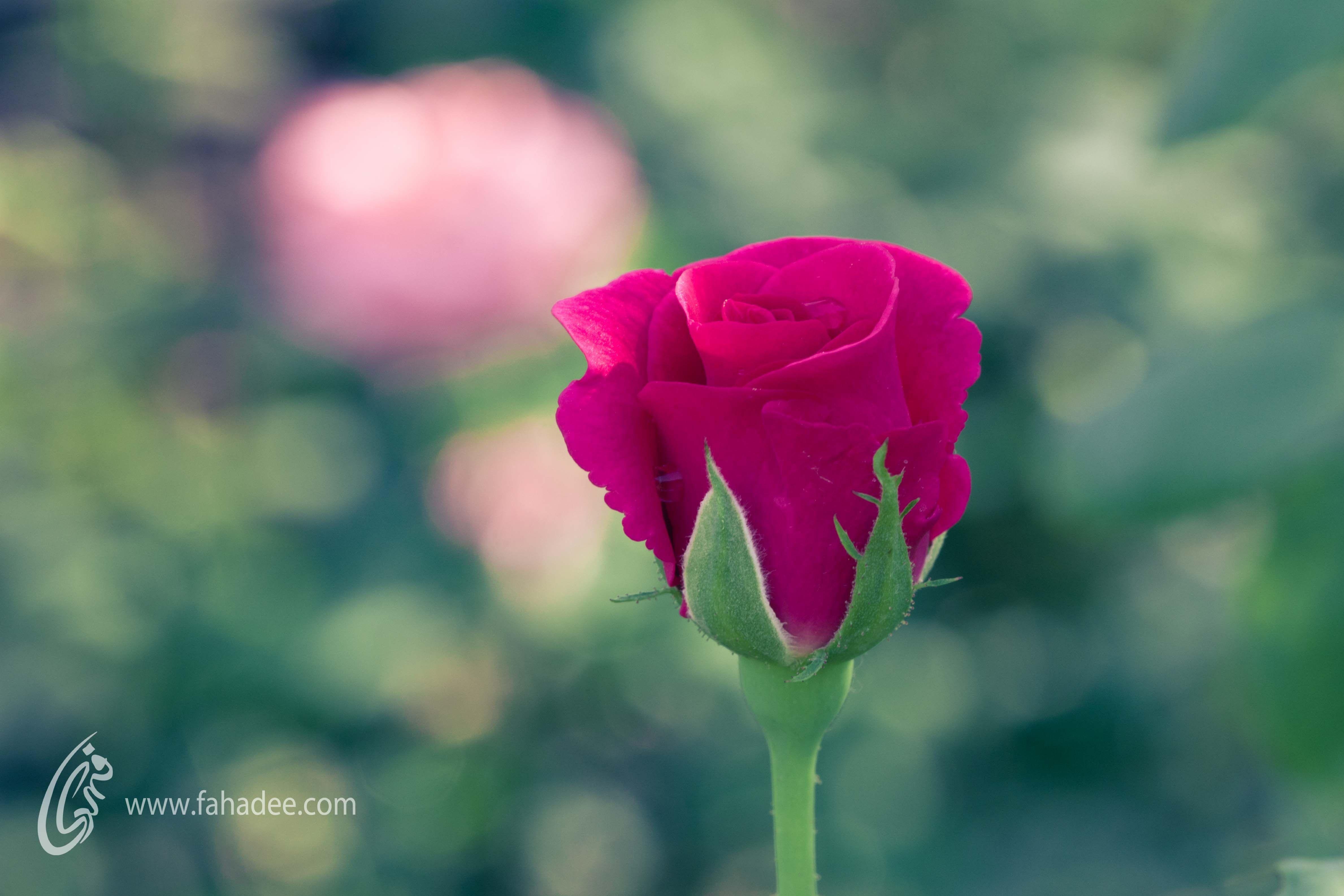 Flowers: Rose Beauty Single Pink Bud Flower Full HD Wallpaper for HD