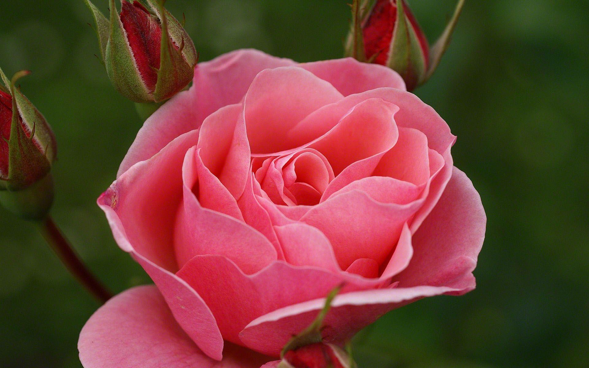 les plus belles roses du monde. wallpaper, rose, beautiful, world