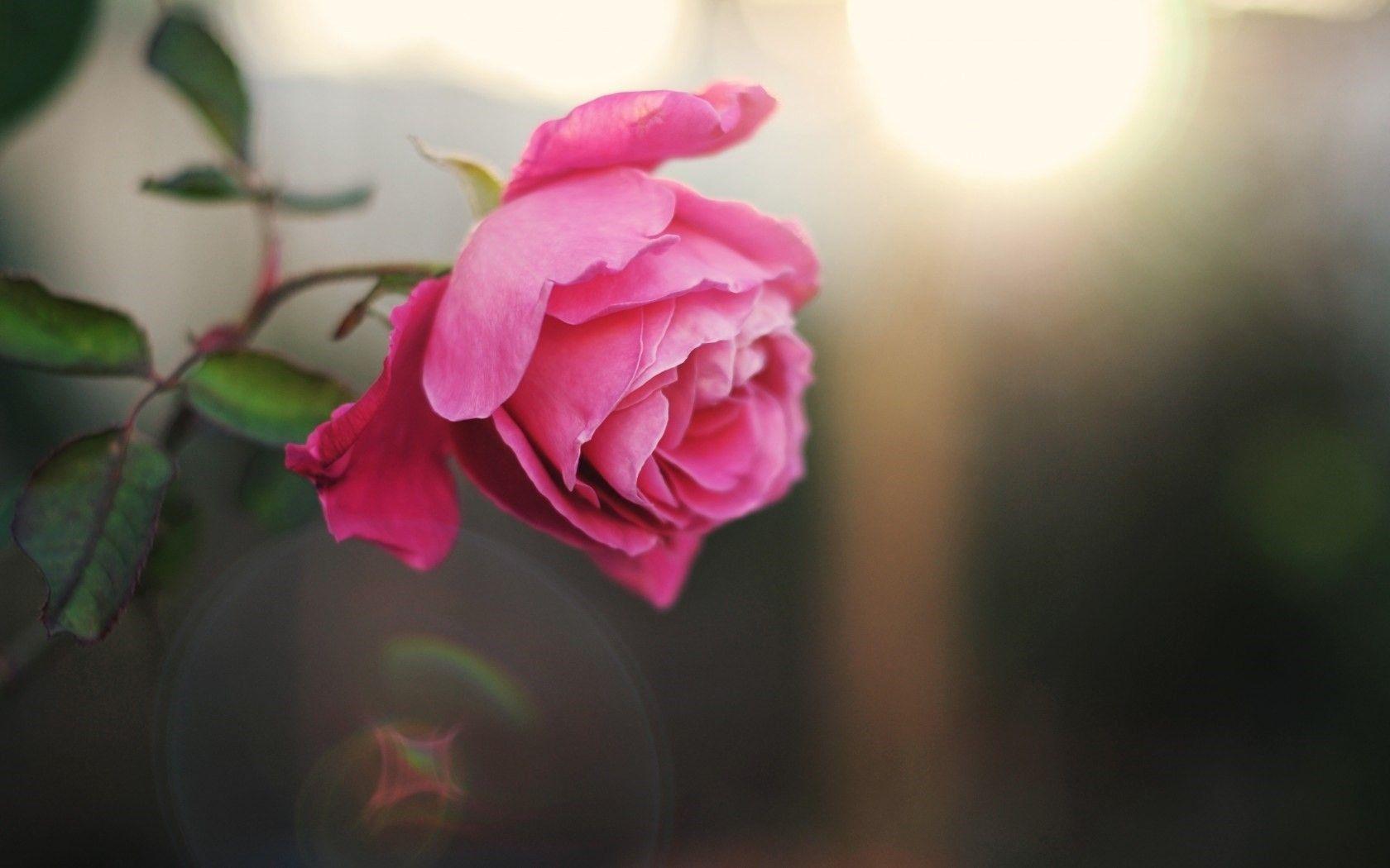 Flowers: Pink Petals Flower Love Single Rose Wallpaper For Desktop