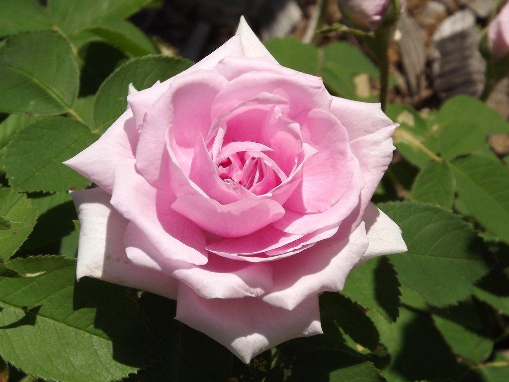 hoontoidly: Single Pink Rose Image
