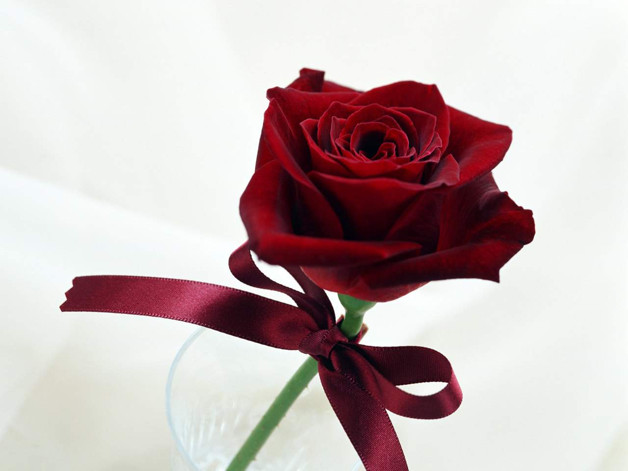 Beautiful single red rose wallpaper