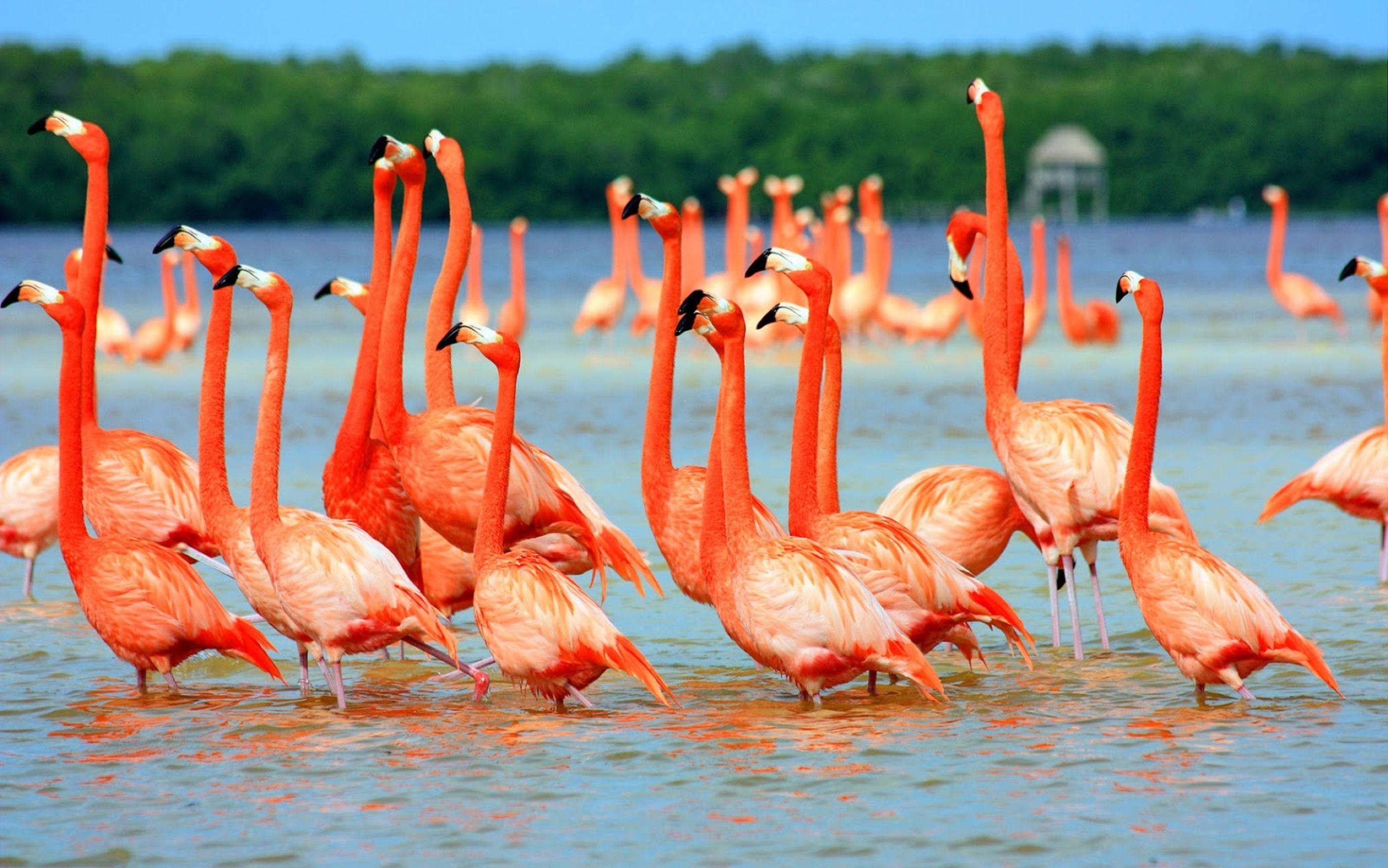 Flamingo Birds In Water Wallpaper: Desktop HD Wallpaper