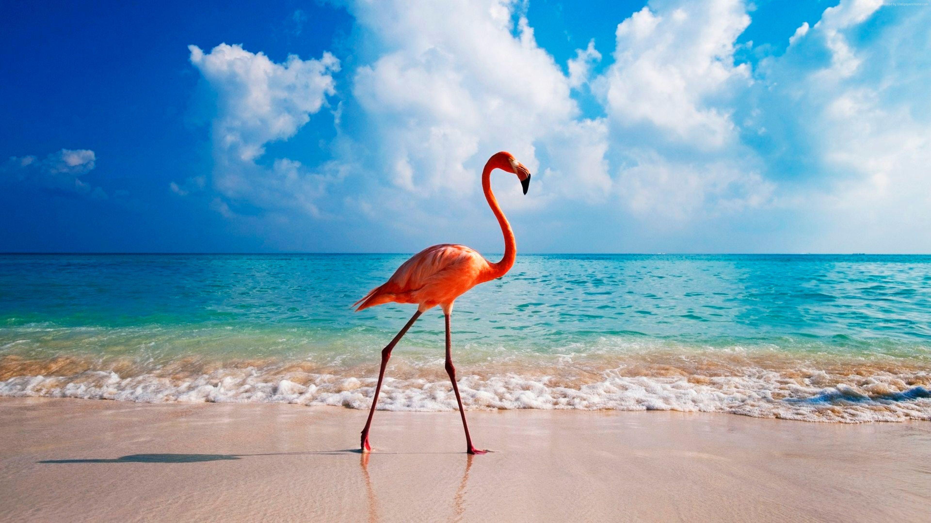 Wallpaper flamingo, bird, beach, ocean, 4k, Animals