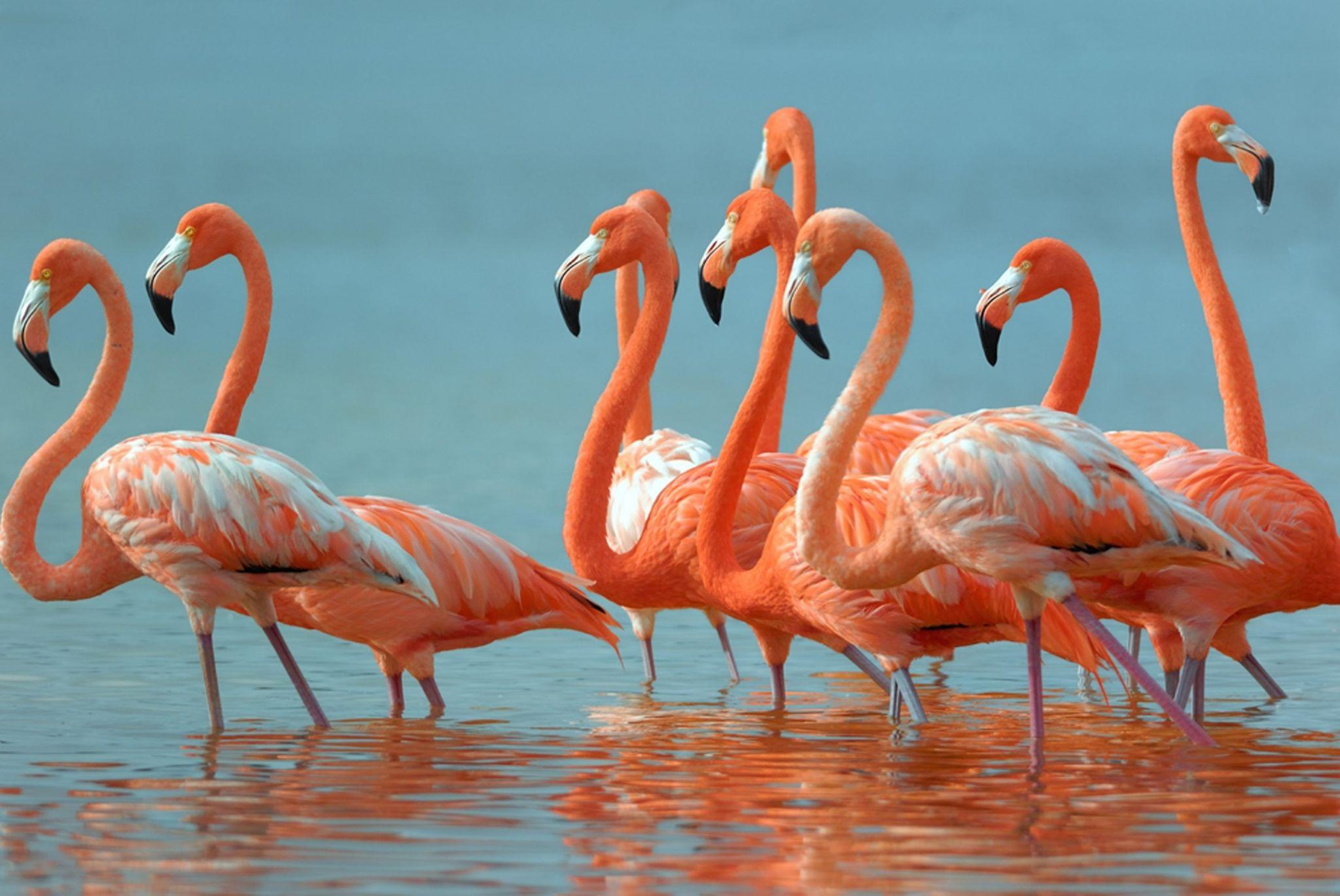 Flamingo Wallpaper Images  Free Photos PNG Stickers Wallpapers   Backgrounds  rawpixel