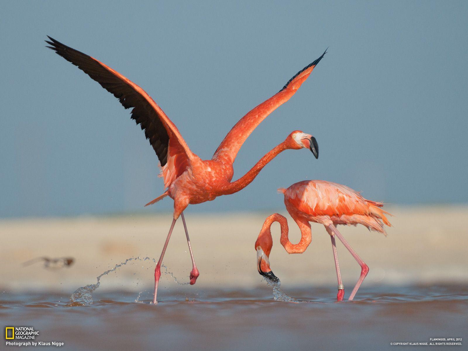 Flamingos image Flamingo ♡ HD wallpaper and background photo