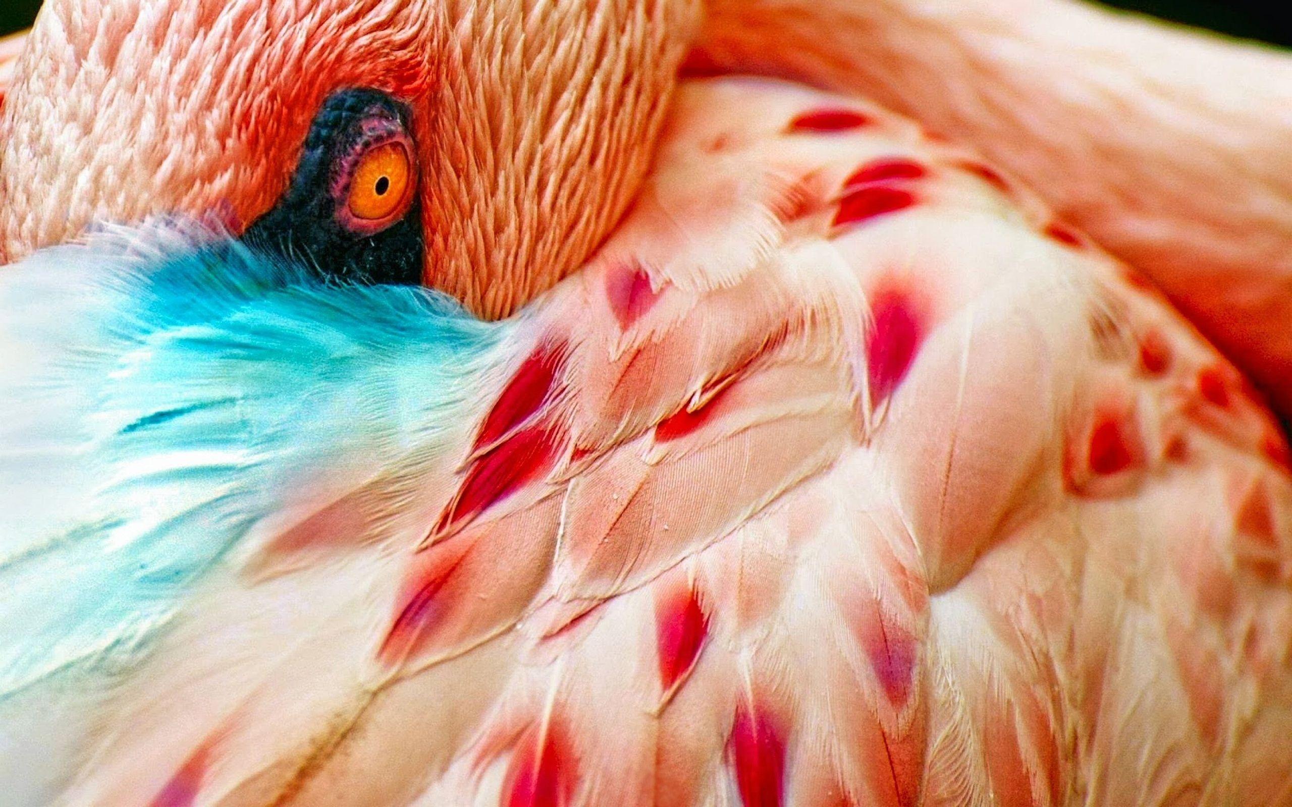 Wallpaper Flamingo, Wading bird, Animals