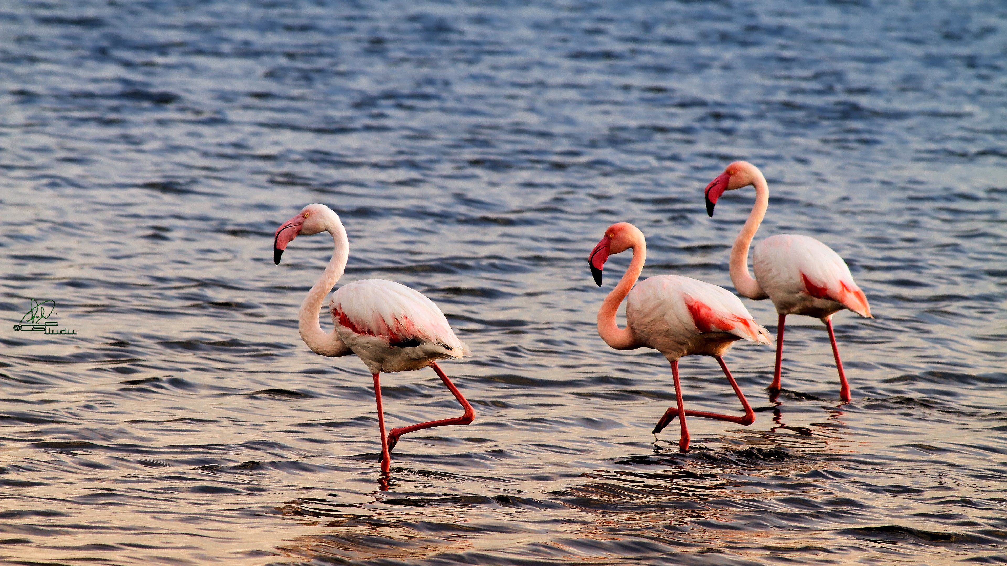 Beautiful Flamingo Beach Birds HD Wallpaper