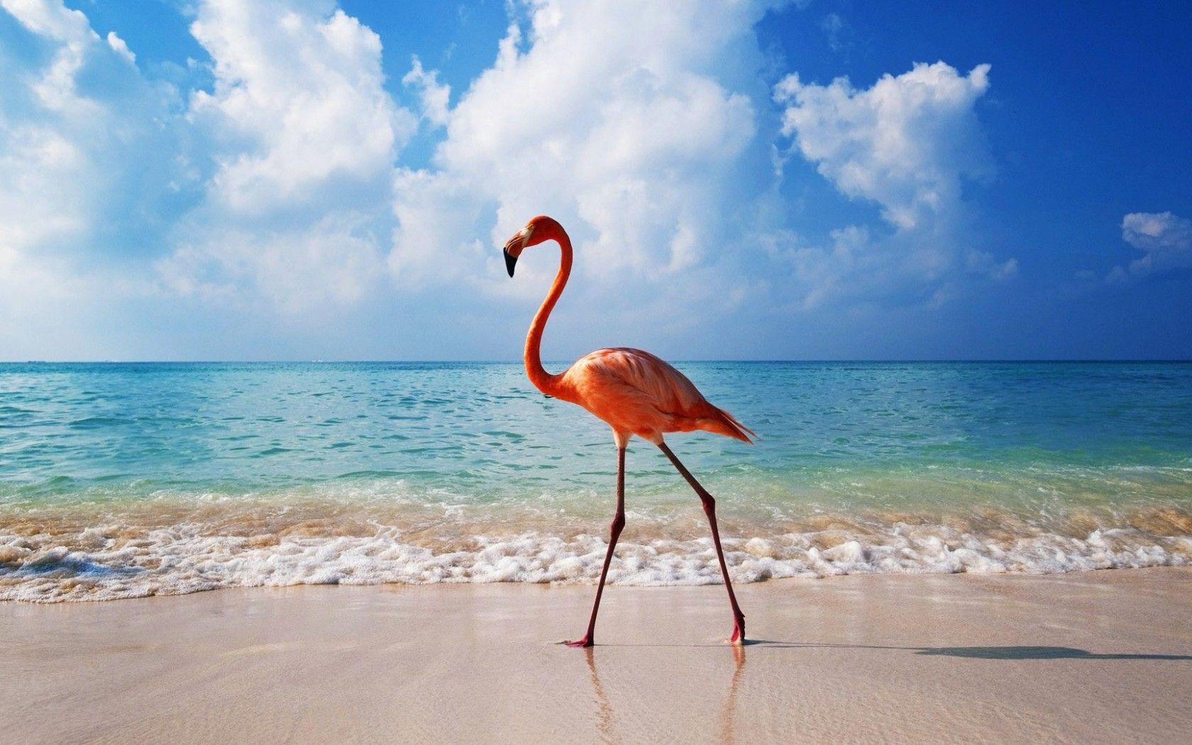 Flamingo, Bird, Beach, Sea Wallpaper 1920x1080, Wallpaper13.com