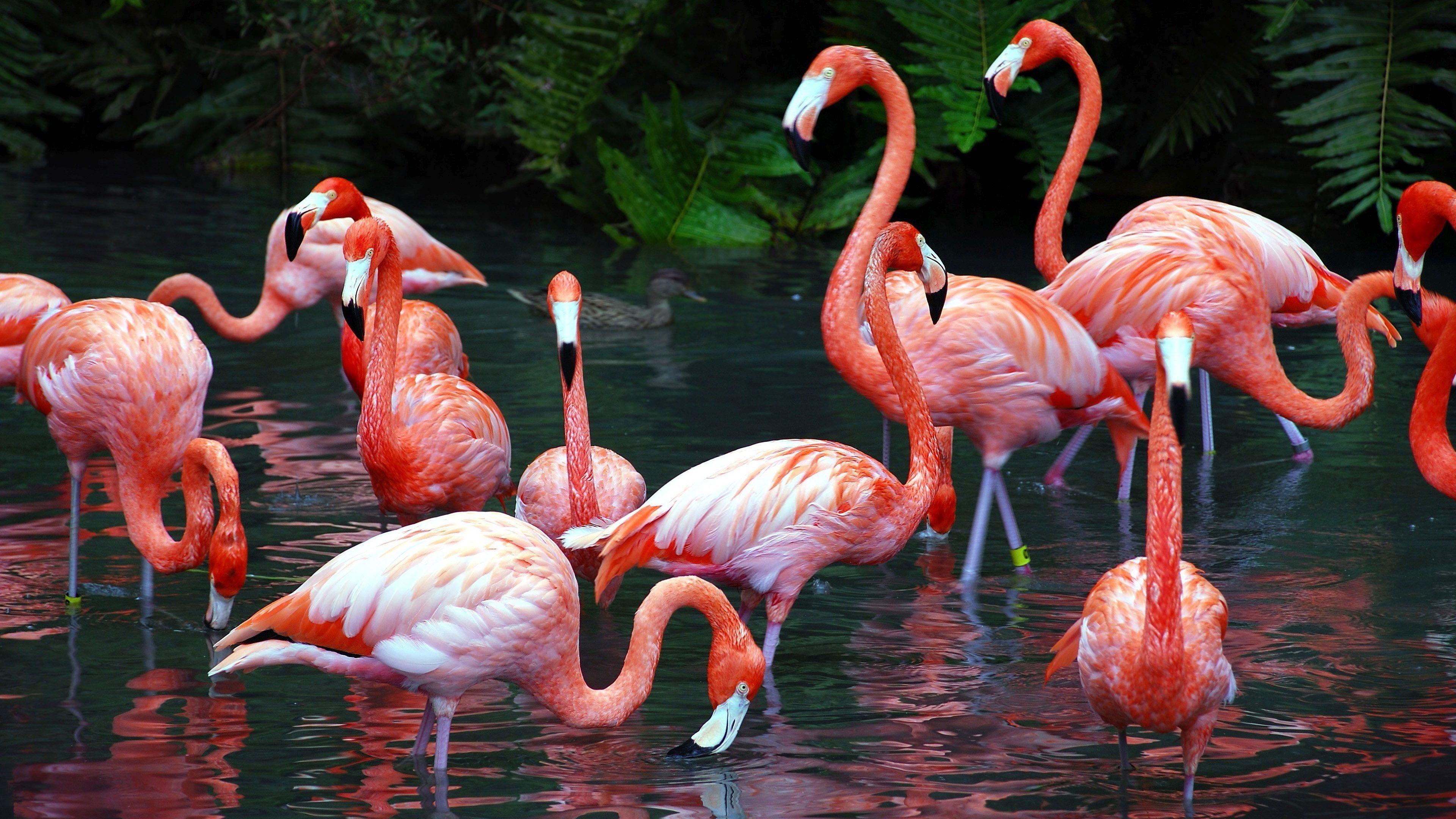 Animals: Bathing Flamingos Bird Flamingo Free Wallpaper 3840x2160