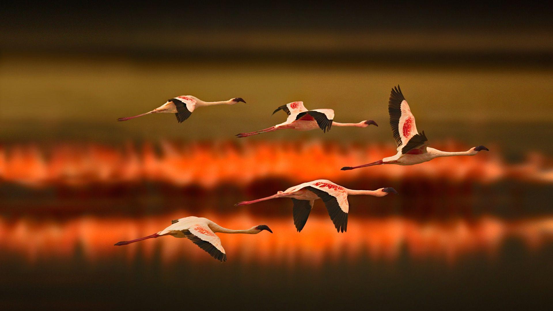 Flamingo Full HD Wallpaper and Background Imagex1080