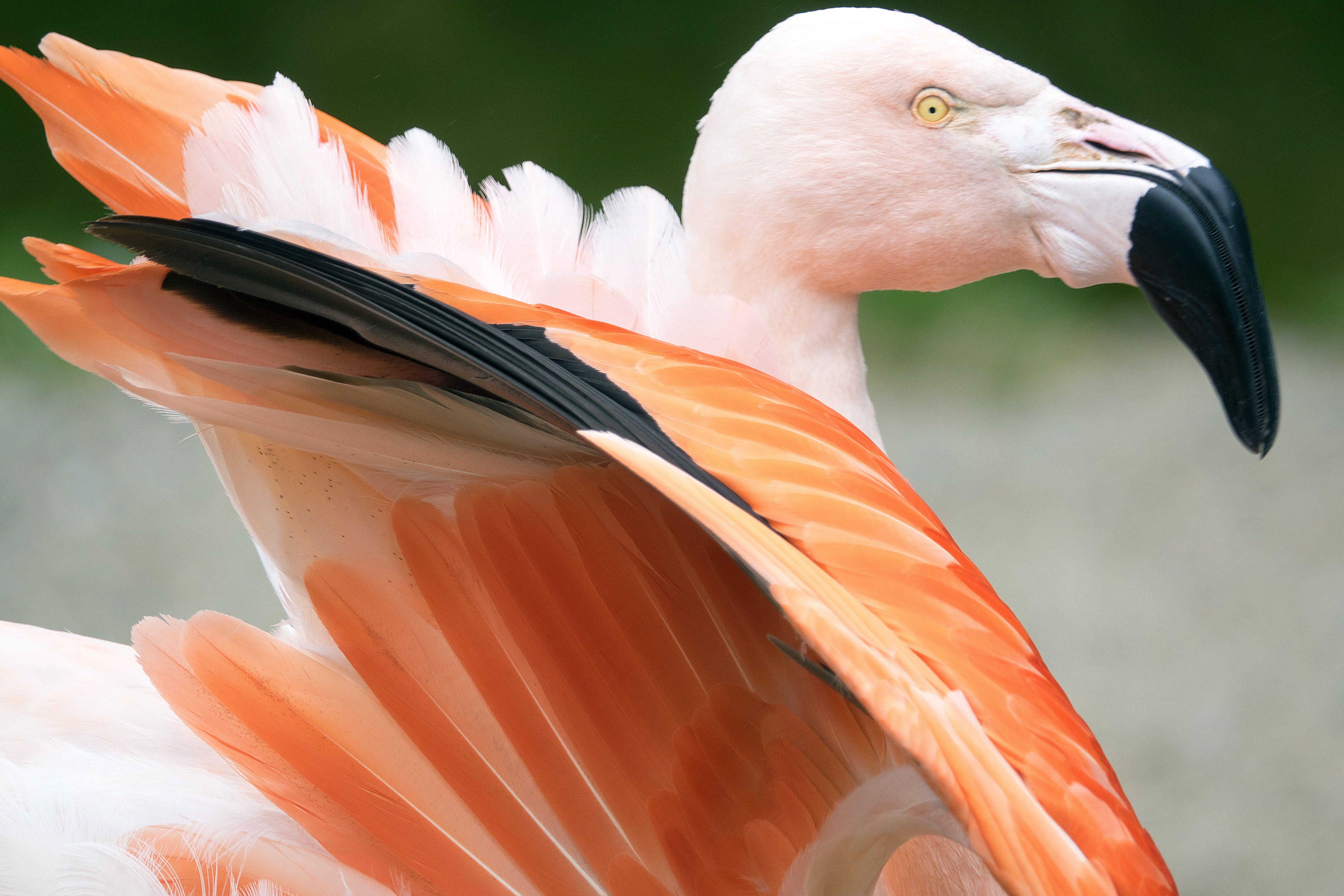 Flamingo bird HD wallpaper