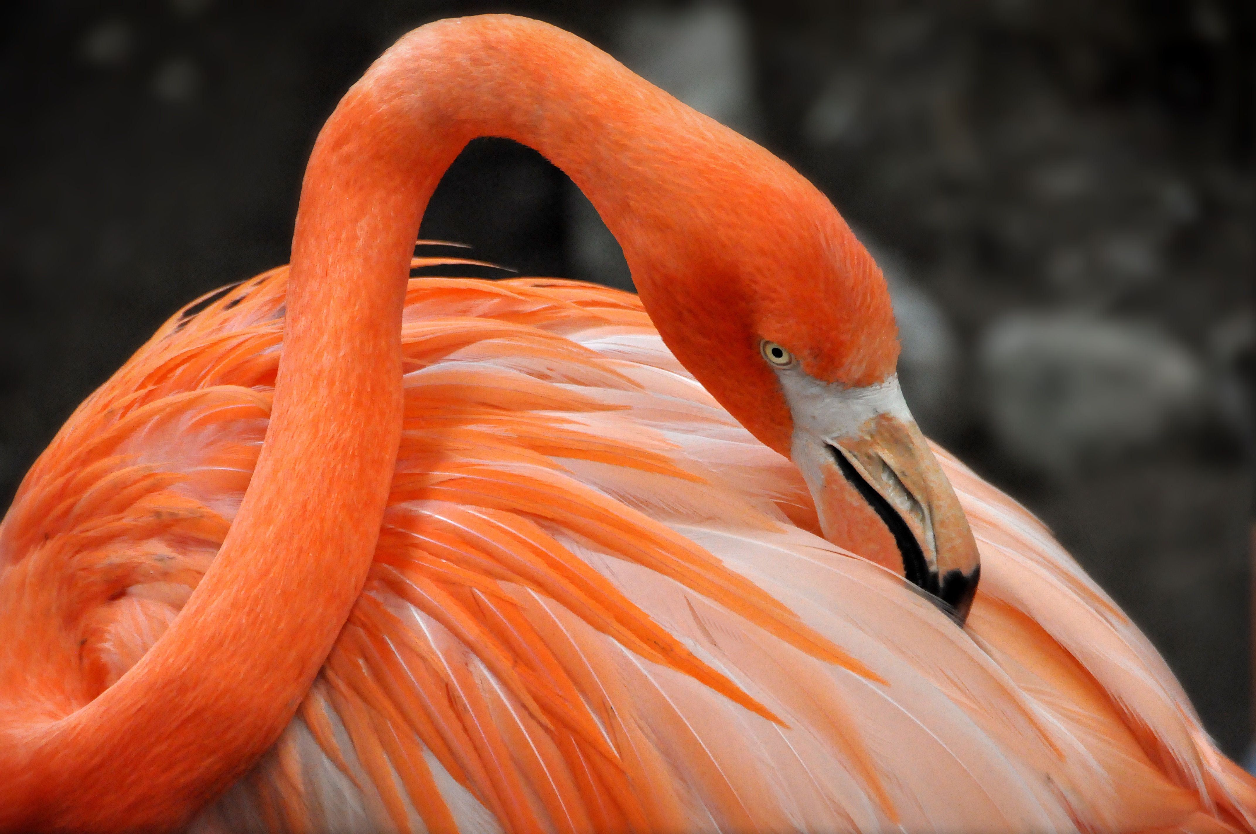 Wallpaper Flamingo bird, HD, 4K, Animals