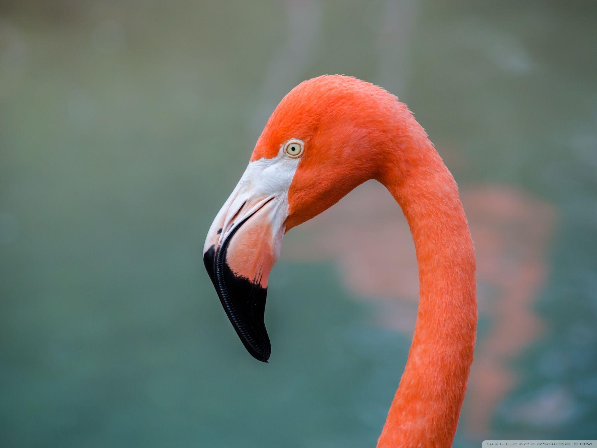 American Flamingo ❤ 4K HD Desktop Wallpaper for 4K Ultra HD TV