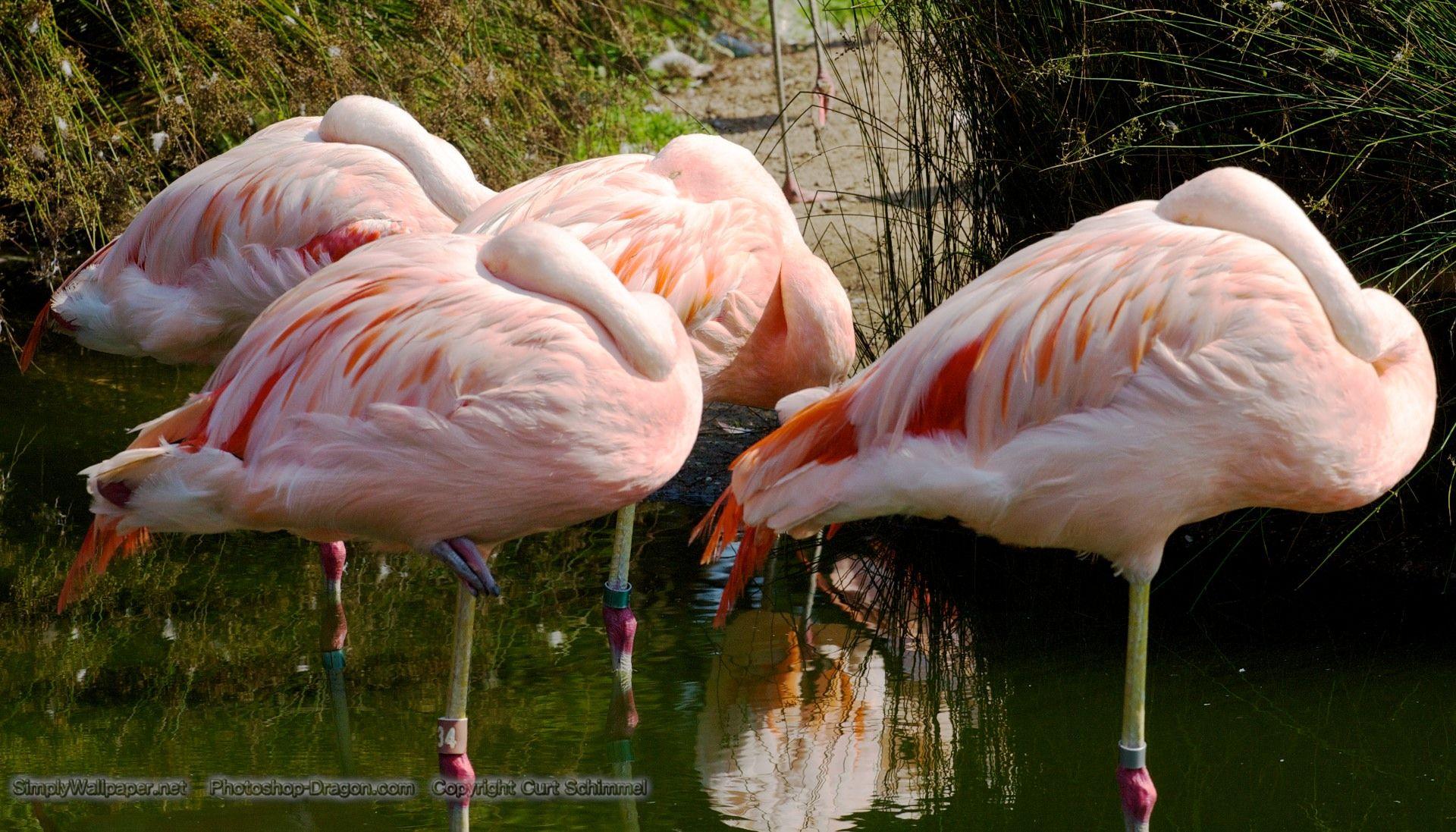 Flock of Pink Flamingos Desktop Wallpaper
