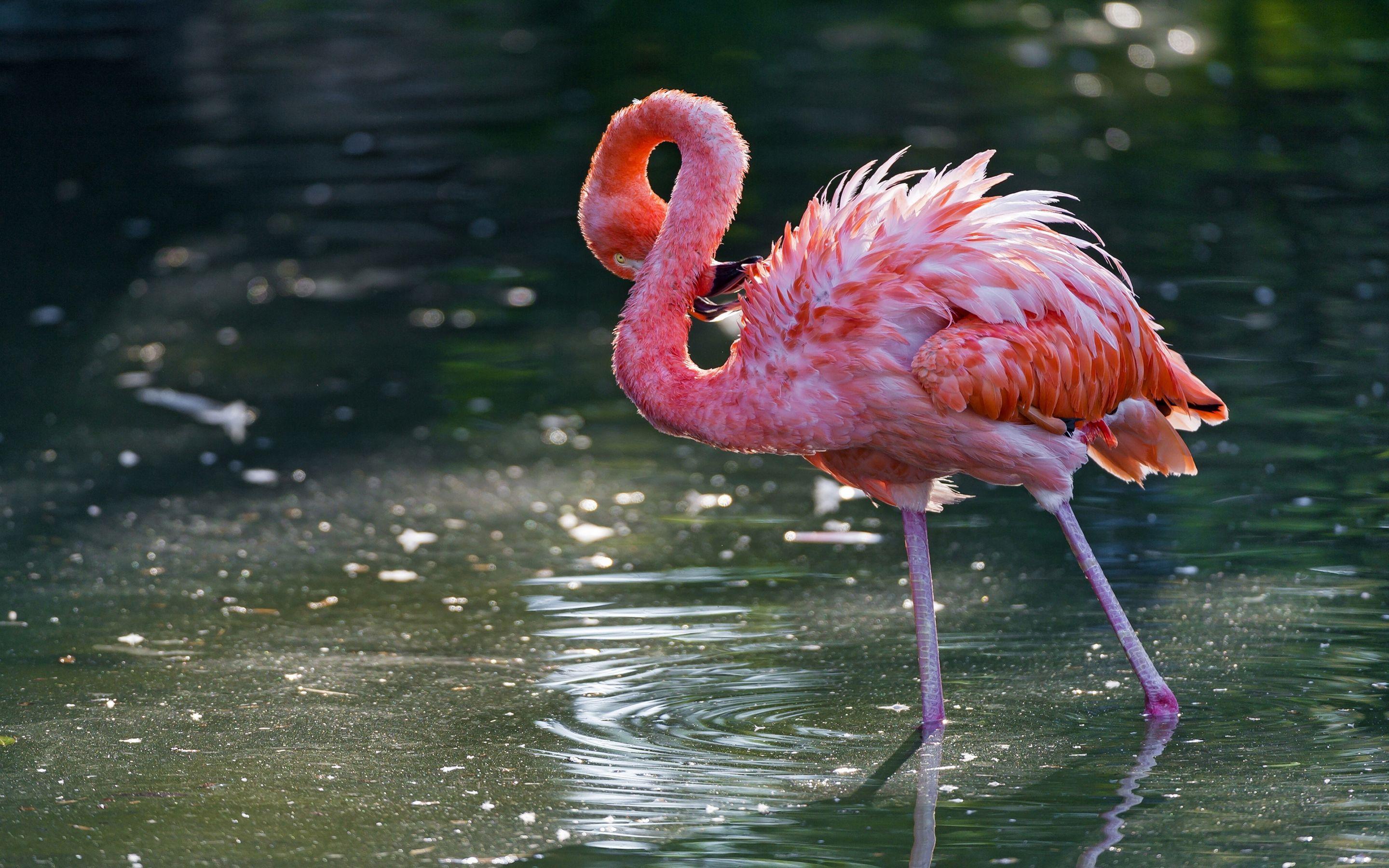Pink Flamingo Desktop Wallpaper HD 2560x1600, Wallpaper13.com