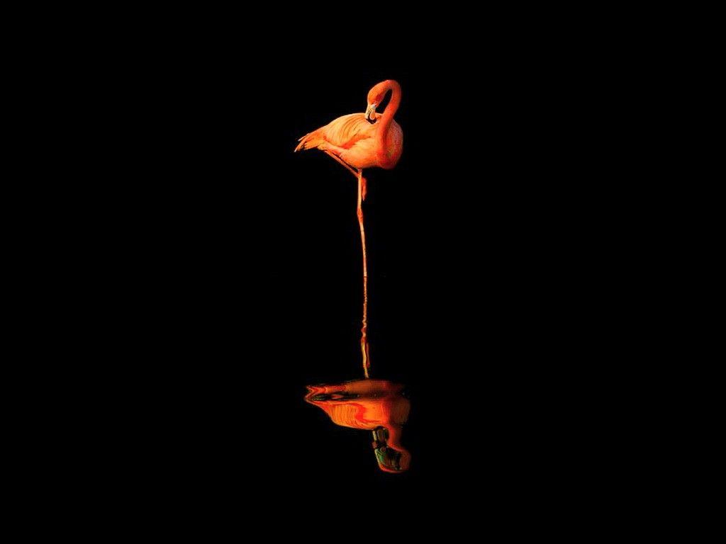Flamingo Wallpaper iPhone HD