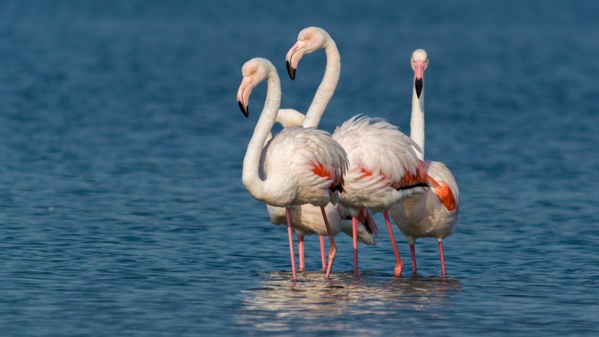 Flamingo Tag wallpaper: Flamingo Small Birds Wallpaper. Animals