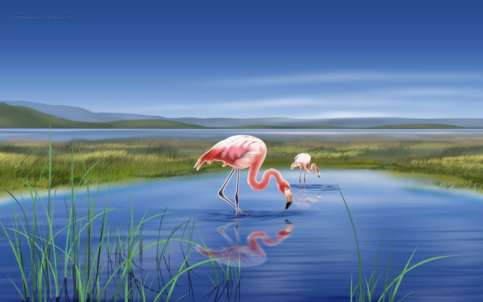 Free All wallpaper Beautifull: Flamingo wallpaper hd