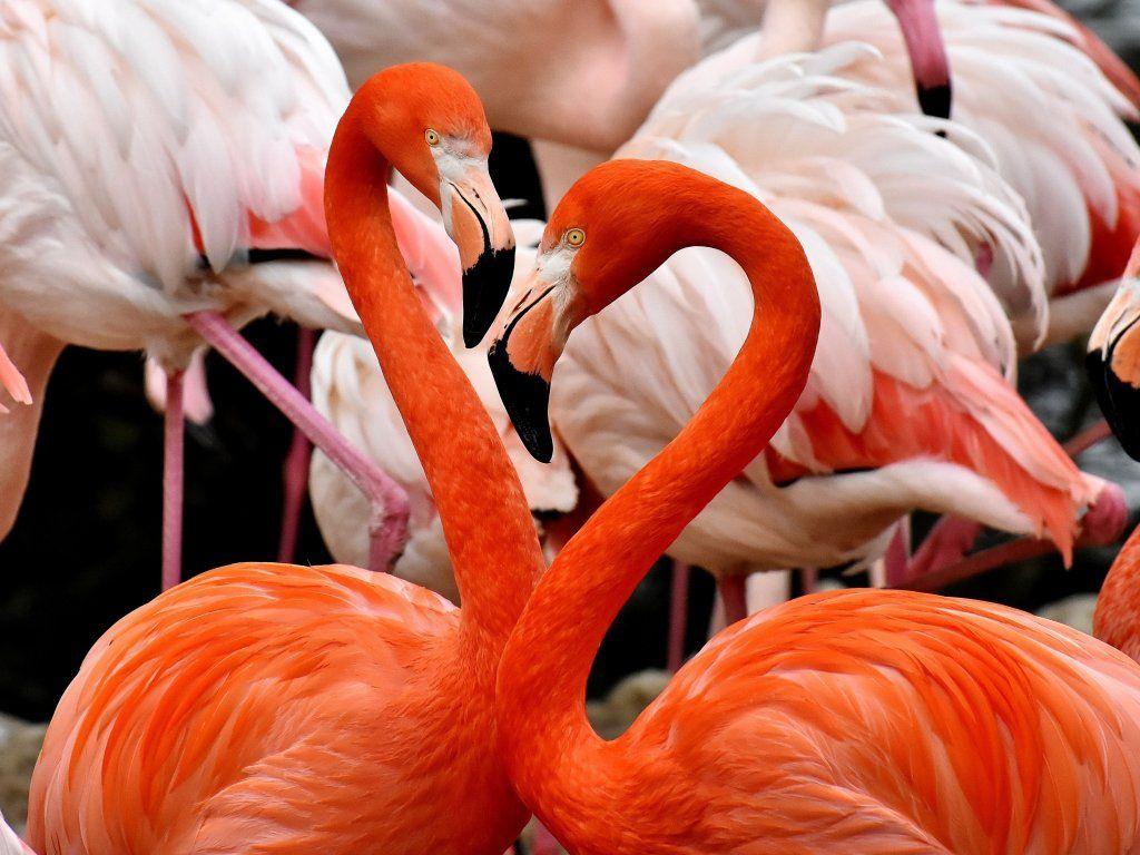 Desktop wallpaper flamingo, birds, HD image, picture, background, b1c332