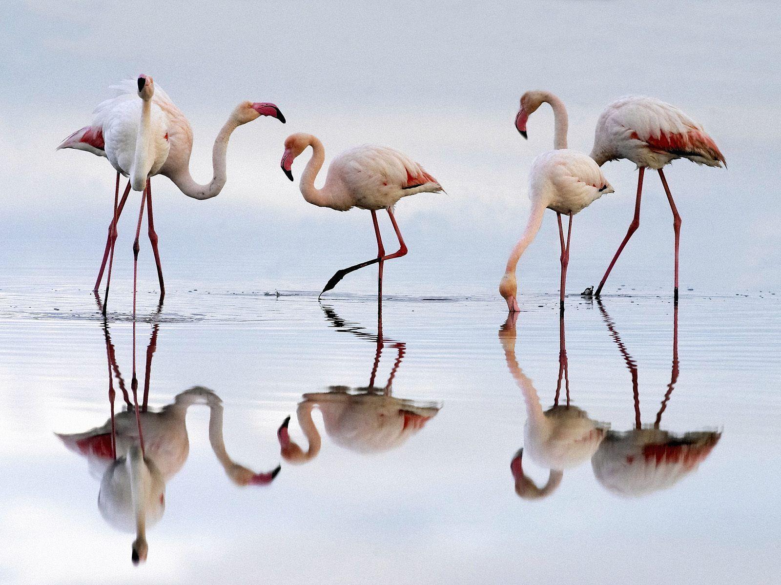 Free desktop wallpaper, flamingos, flemingo, Fuente de Piedra Lagoon
