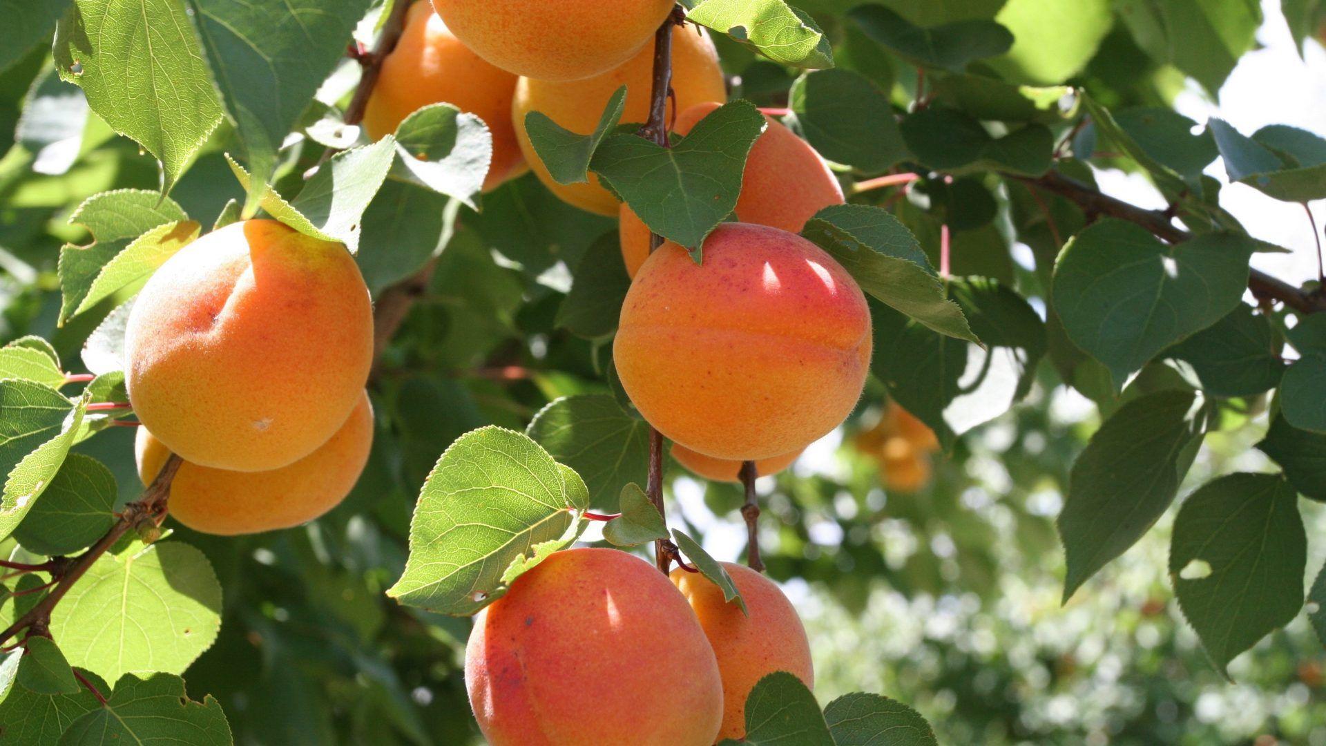 Fruits wallpaper: Nature Peaches Fruit Tree Live Wallpaper