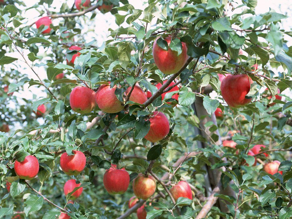 Apple Fruits Trees Wallpaper Download