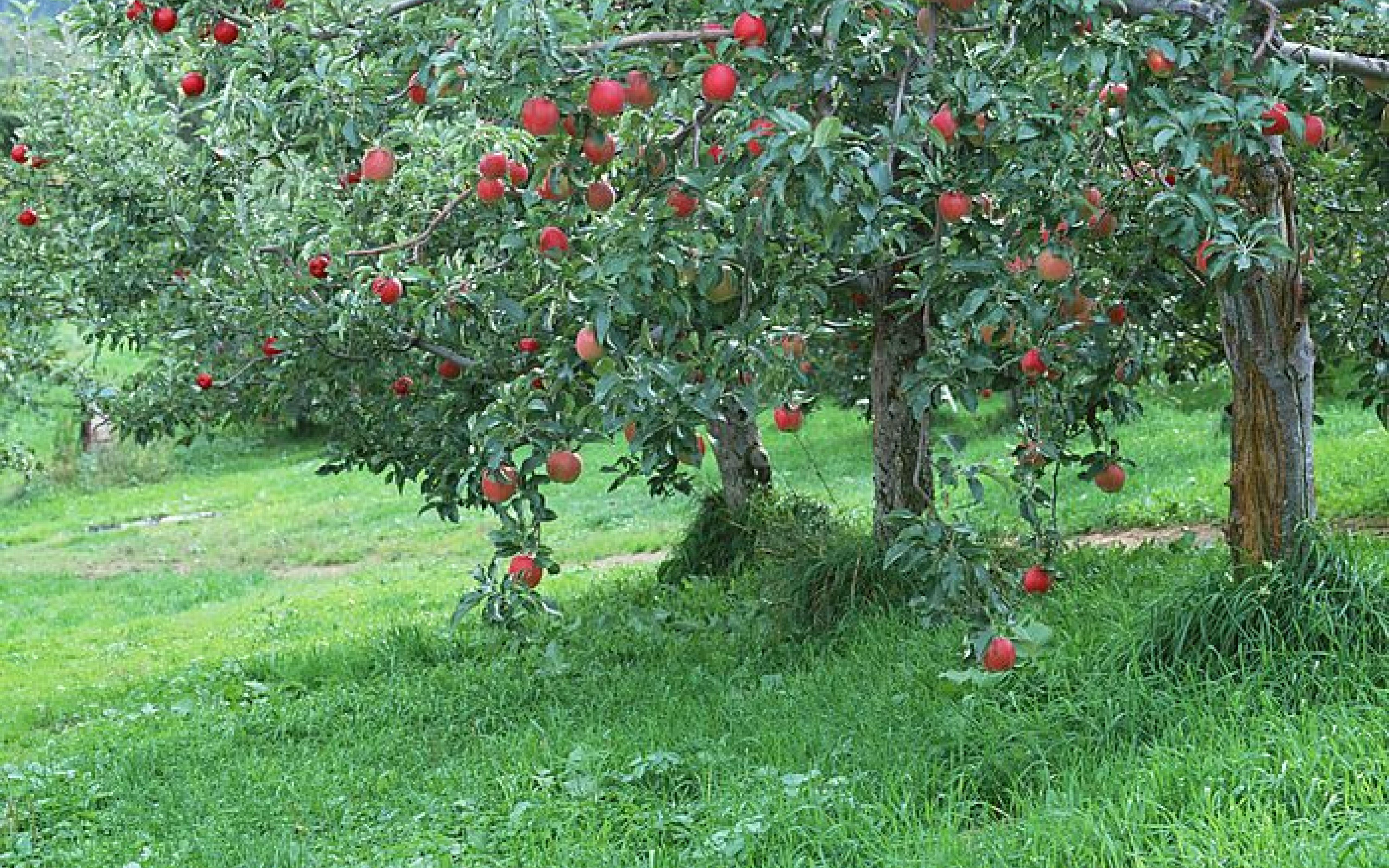 В саду посадили 14 фруктовых. Яблоня Орлик. Крупномеры яблони. Яблоня в саду. Плодовый сад.