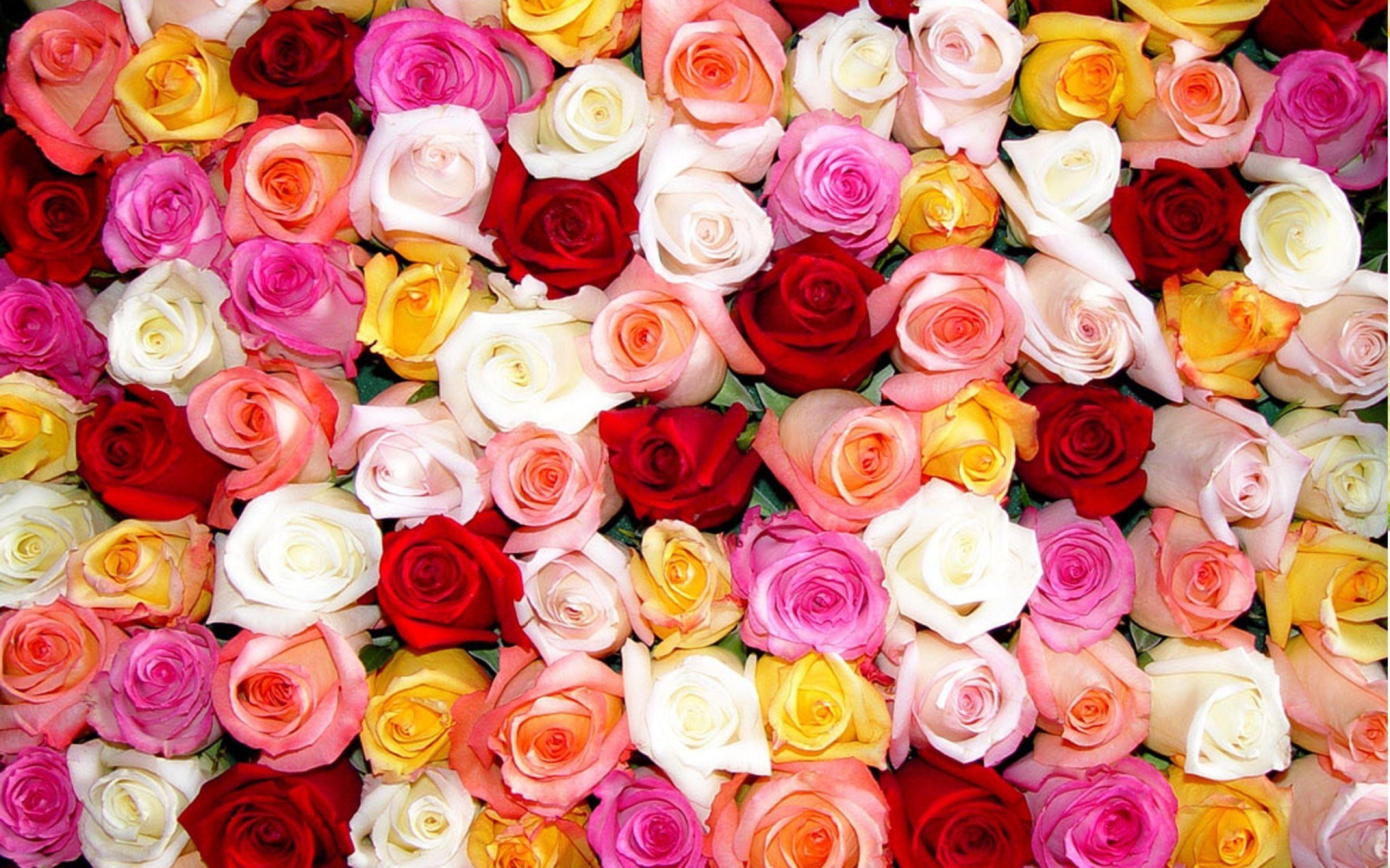 Color Roses Wallpaper HD