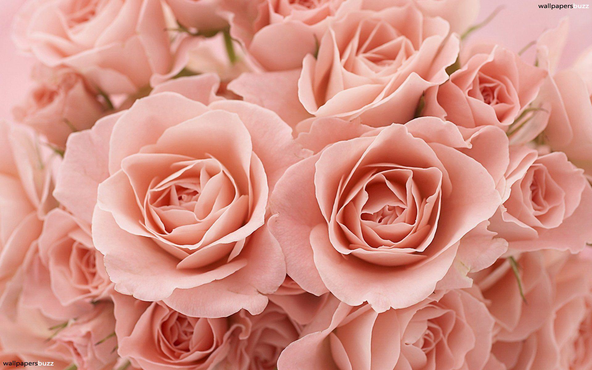 B Pink Roses HD For Wallpaper Of Mobile