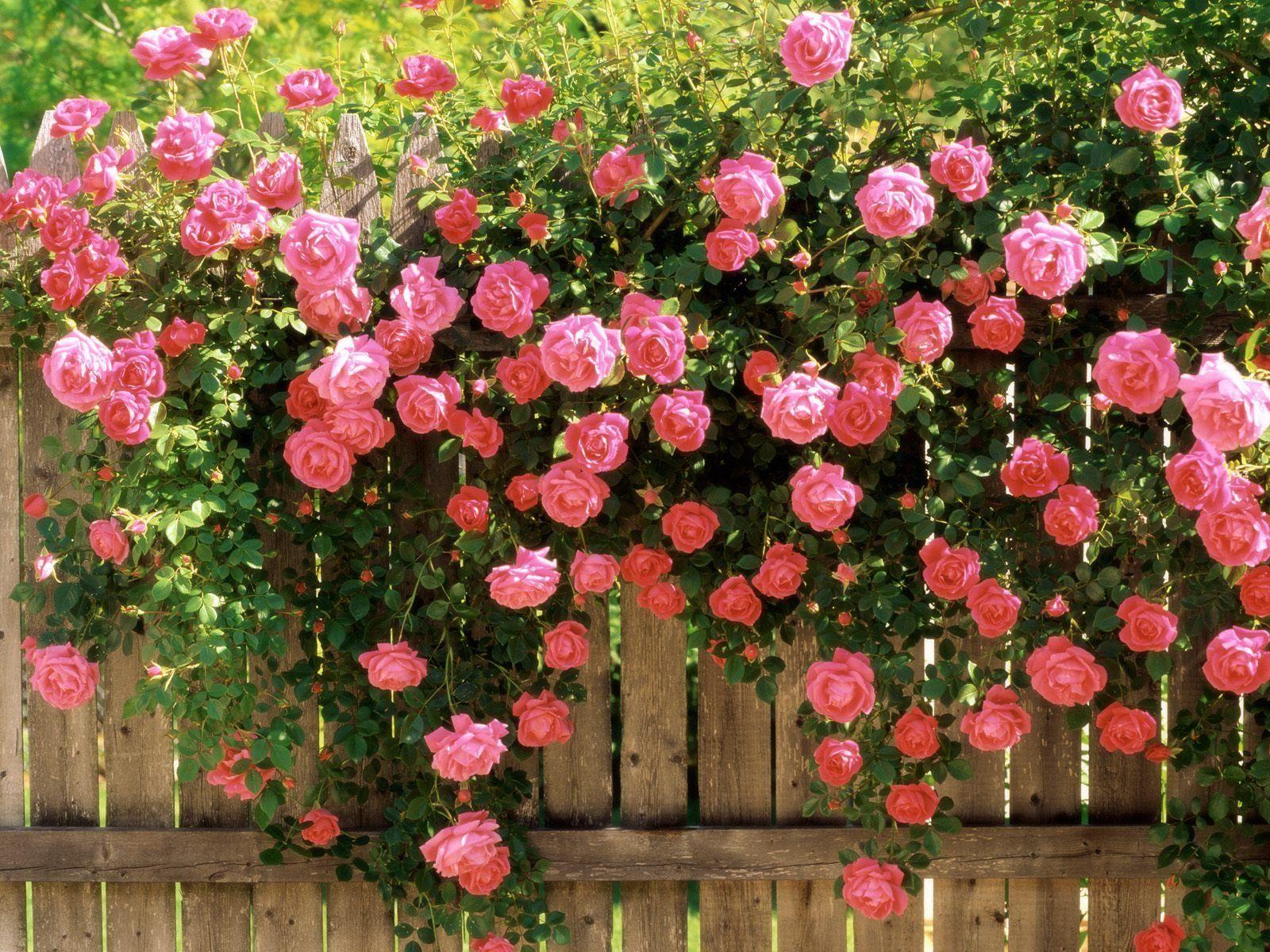 Far Fetched Pink Roses On Tree Gorgeous Collections