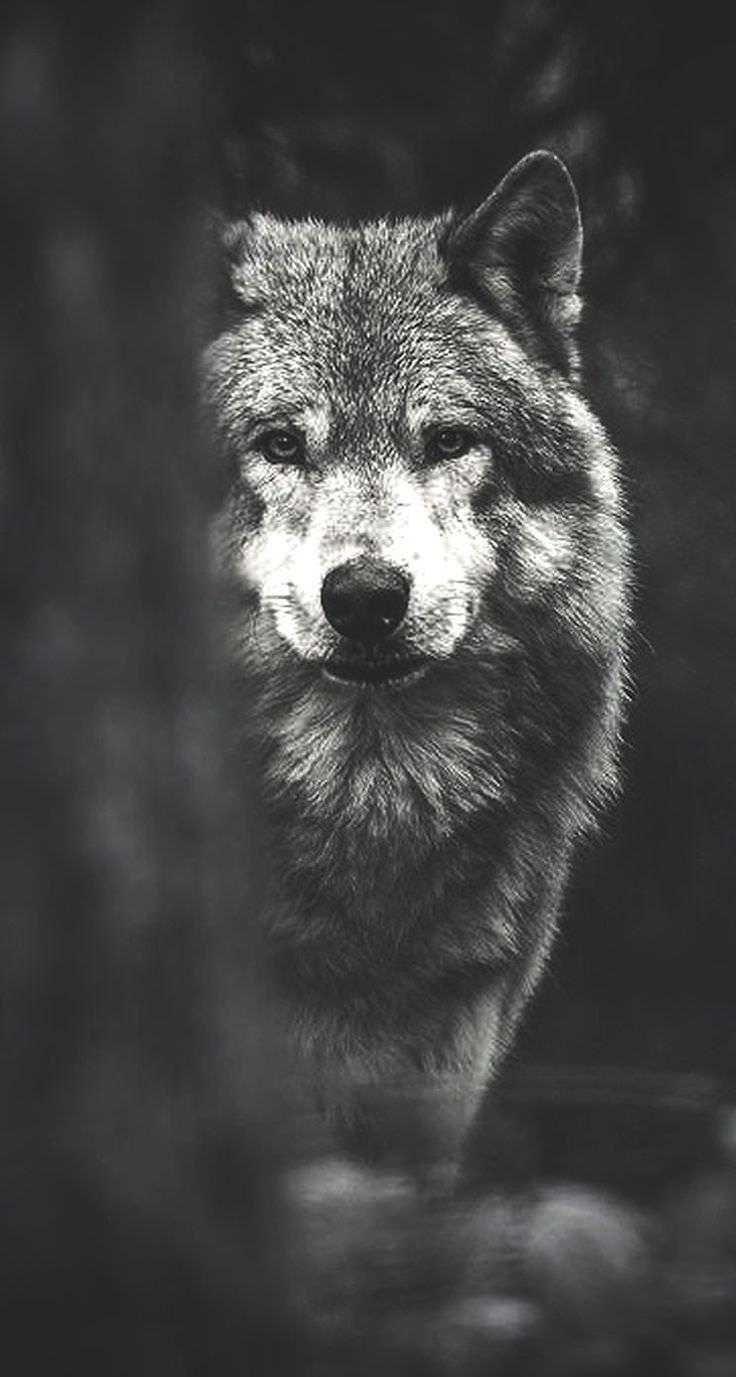 Wolf Picture Wallpaper