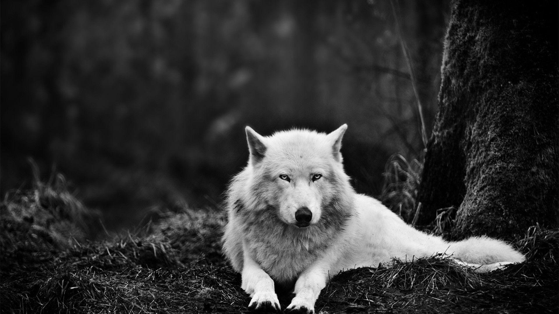 Most Popular Black And White Wolf Wallpaper FULL HD 1080p For PC