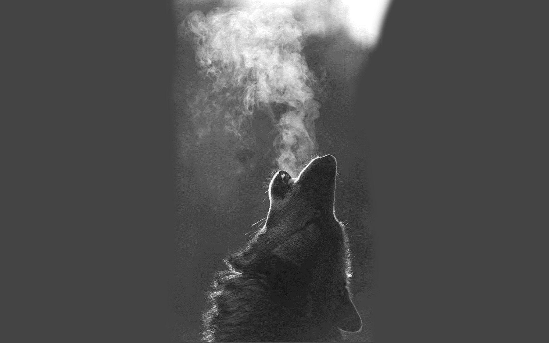 Free Howling Wolf Wallpaper High Definition